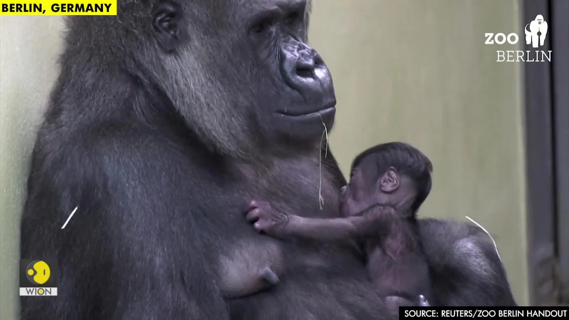 Berlin zoo celebrates first gorilla born in 16 years