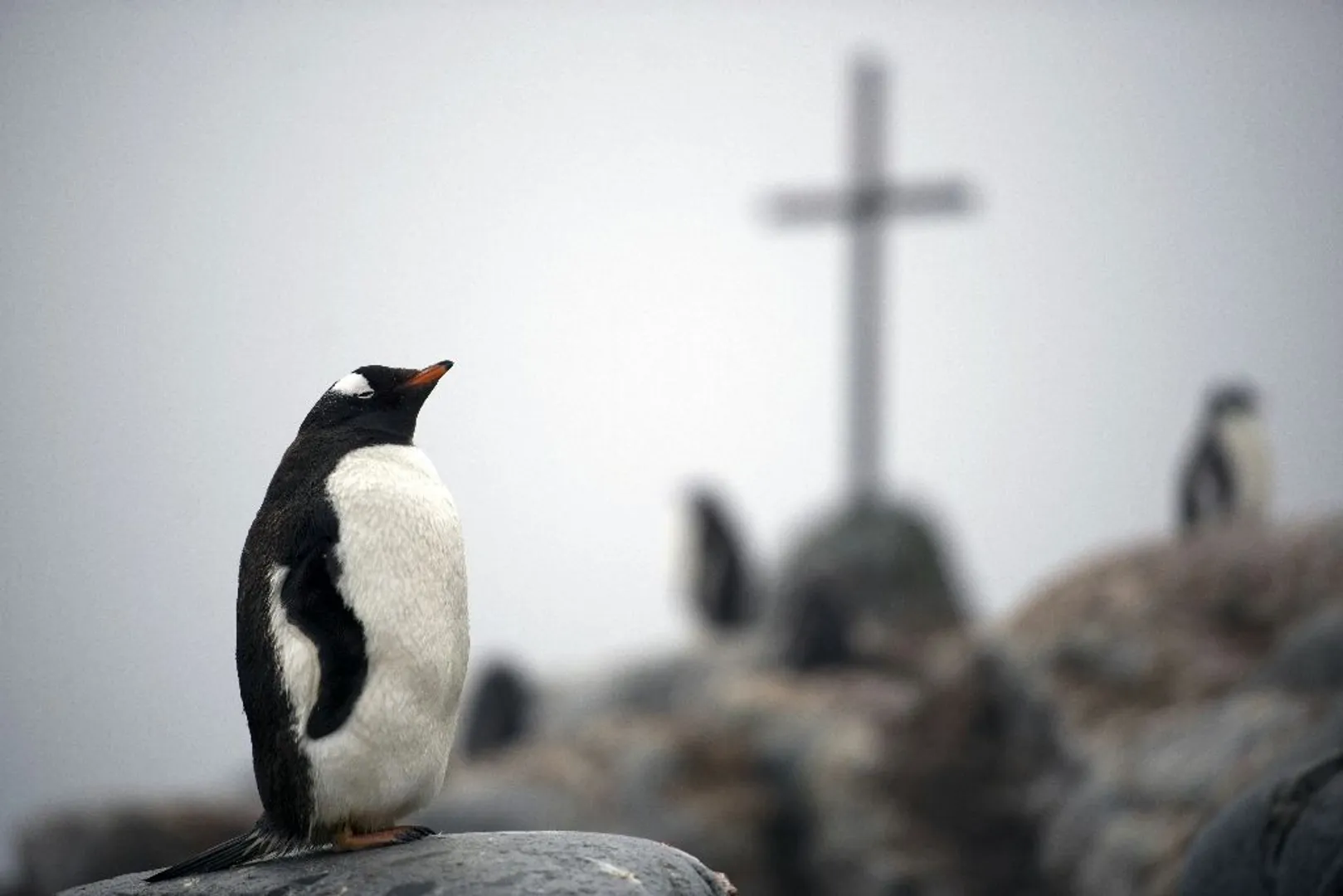 Worldâs one of oldest Humboldt penguins euthanised at Oregon zoo in US Â 