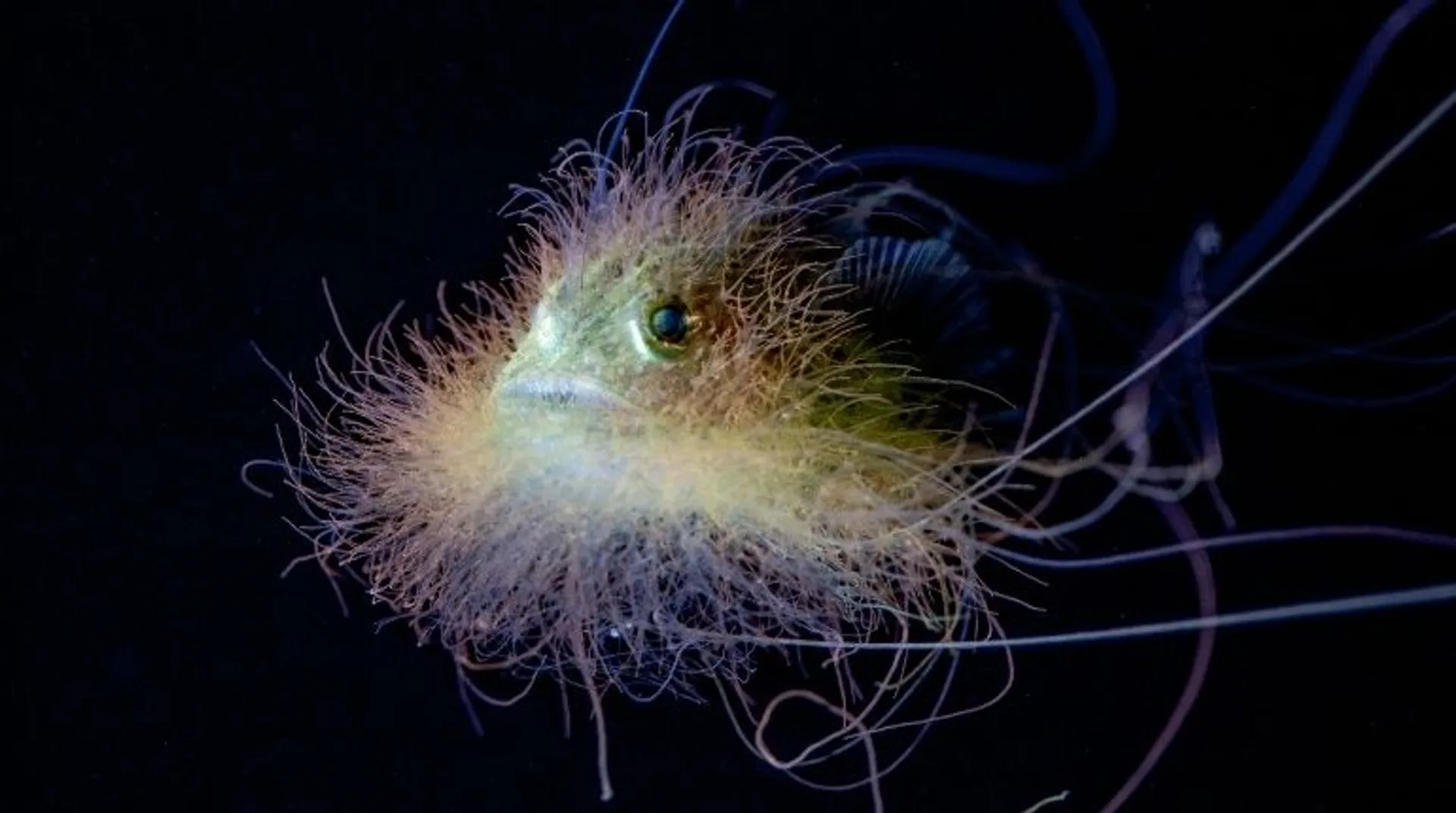 The oceanâs youngest monsters are ready for glamour shots