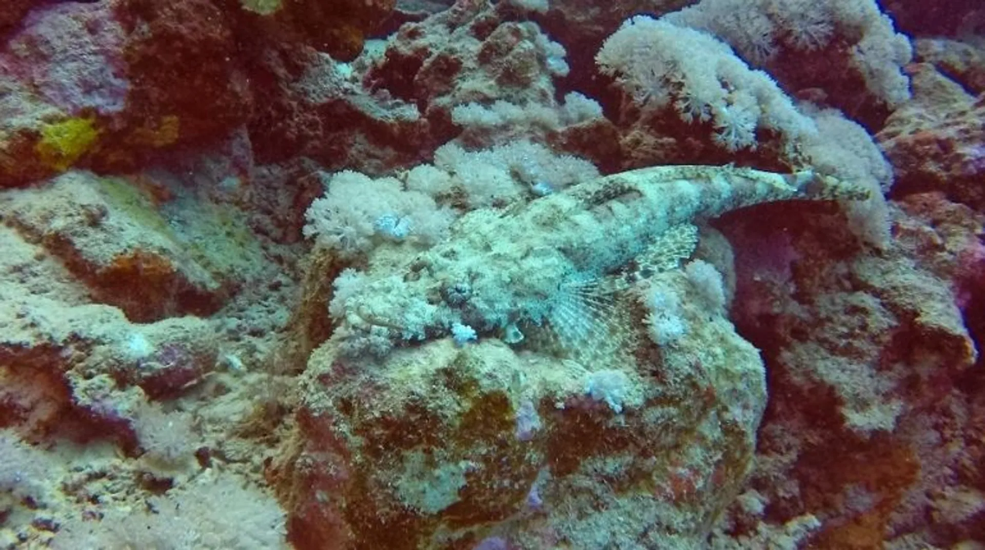 Marine animals thought extinct for 273 million years found in Pacific Ocean!