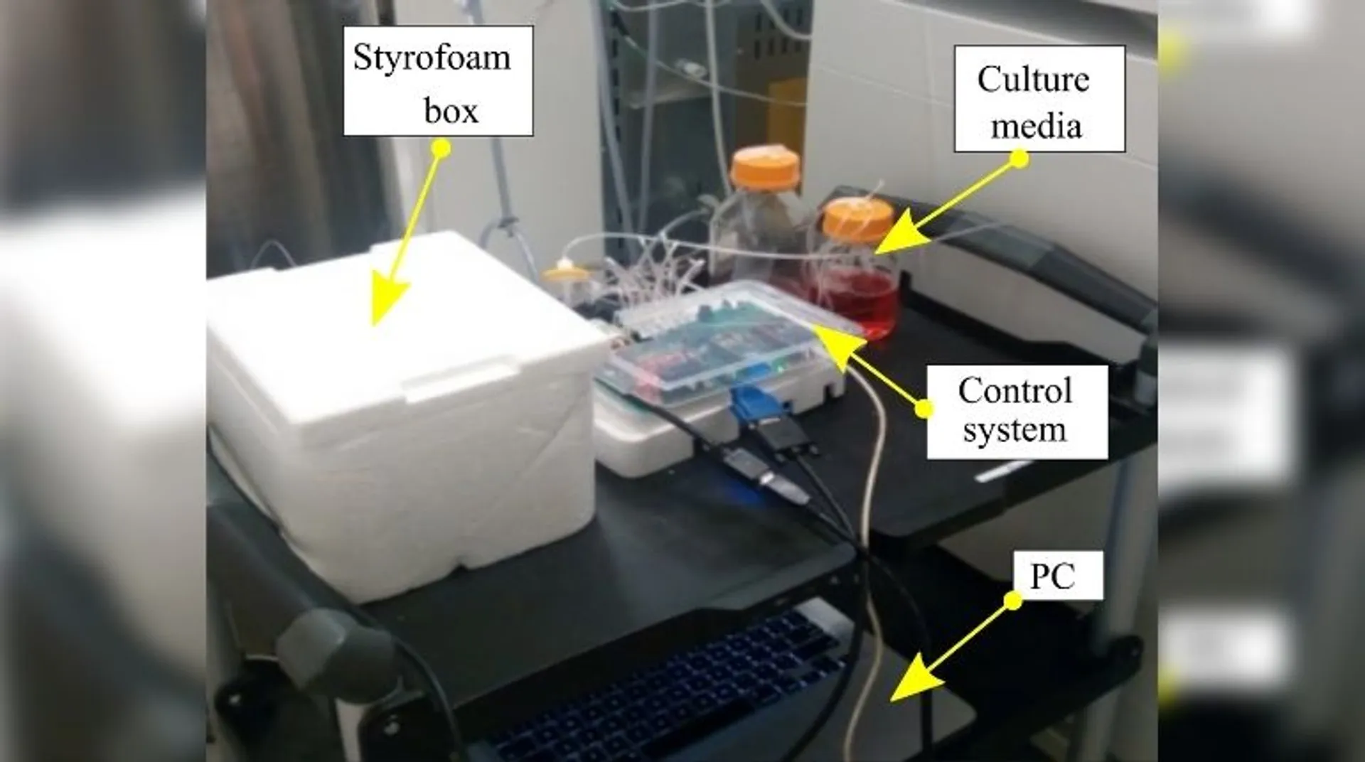 Indian, US scientists grow human brain tissues in a 3D printed apparatus