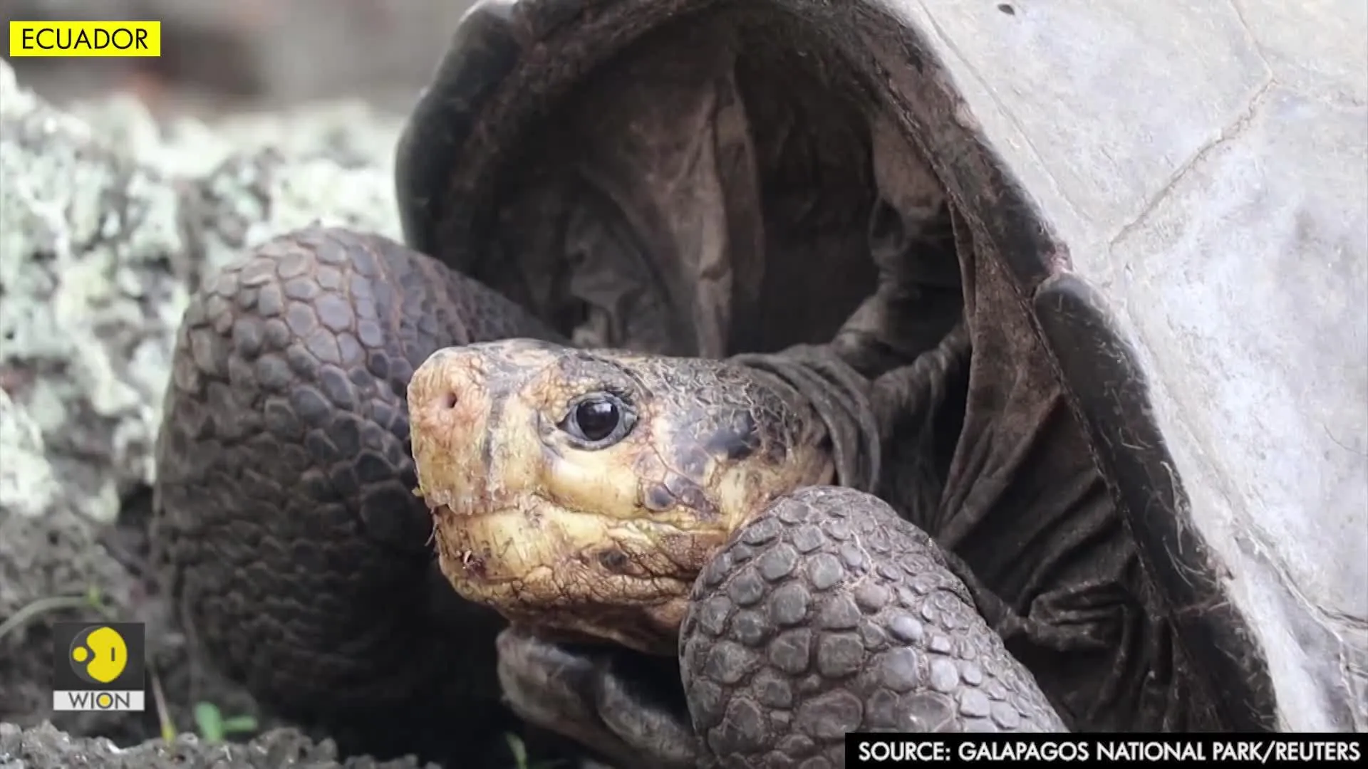 A turtle considered extinct 100 years ago in Galapagos is still in existence, says Ecuador