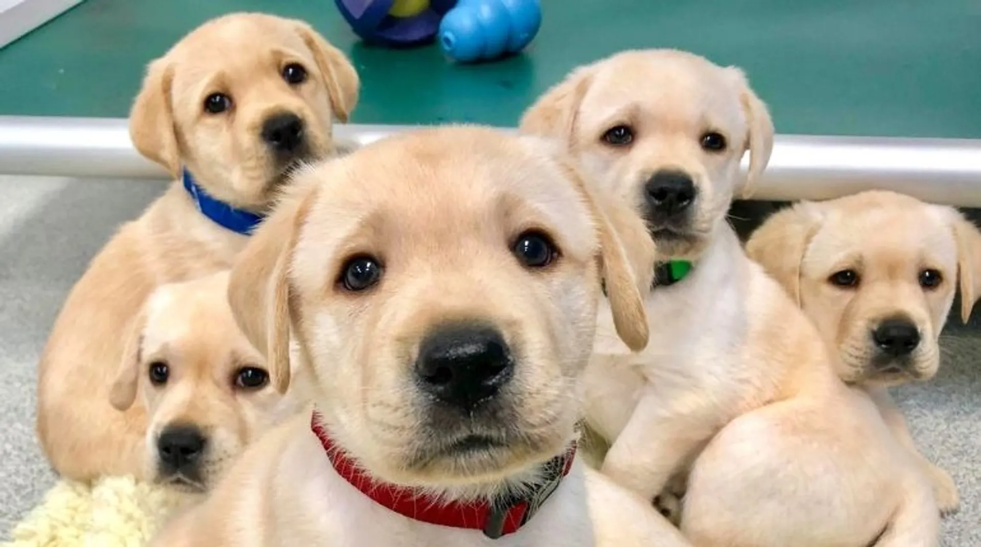 Puppies are born to talk to human beings: Study