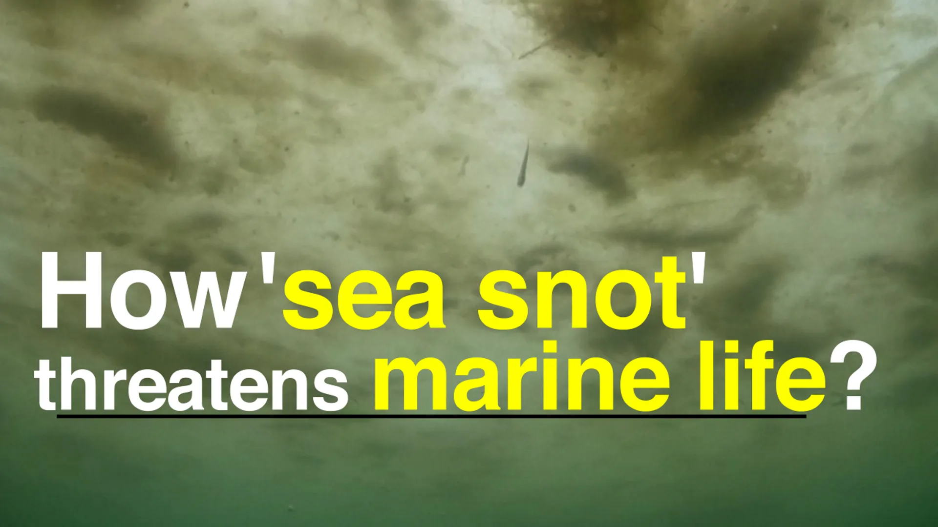 What is Turkey's 'sea snot' outbreak and how does it threaten marine life?