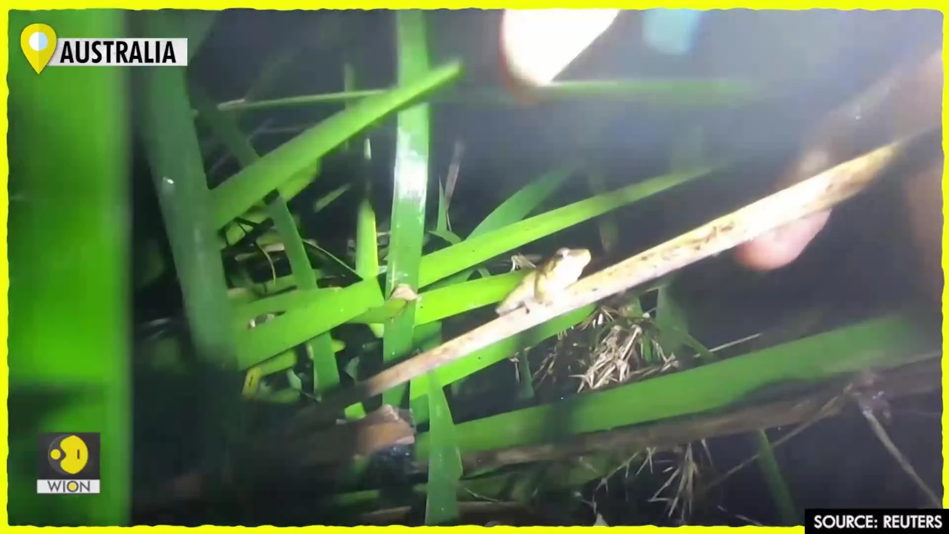 Australian scientist speaks to frogs, fears their silence