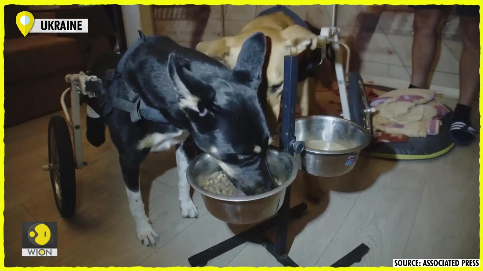 Custom-made wheelchairs offer pets with disabilities a second chance