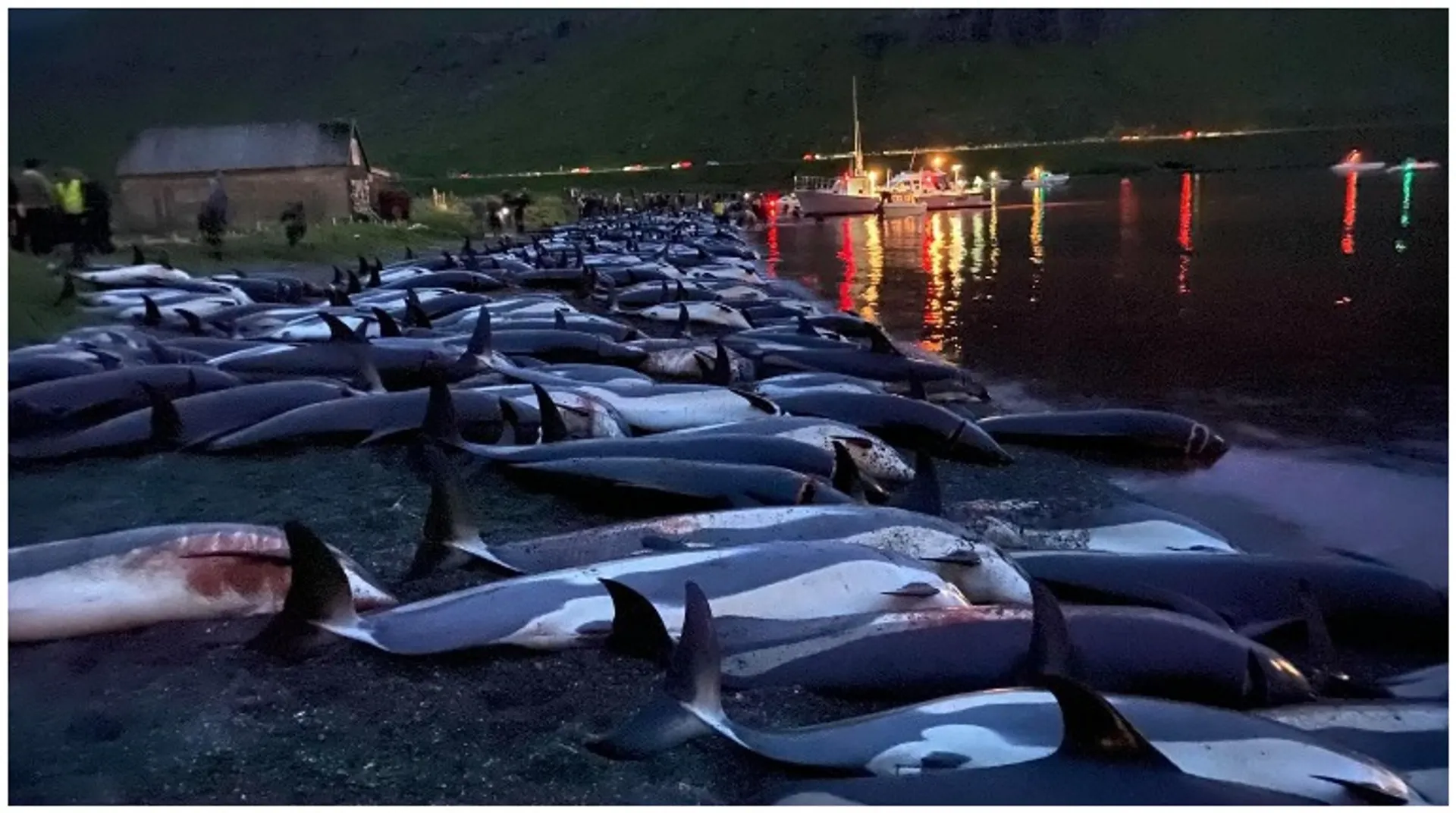 Faroe Islands start rethink of traditional but controversial dolphin hunt