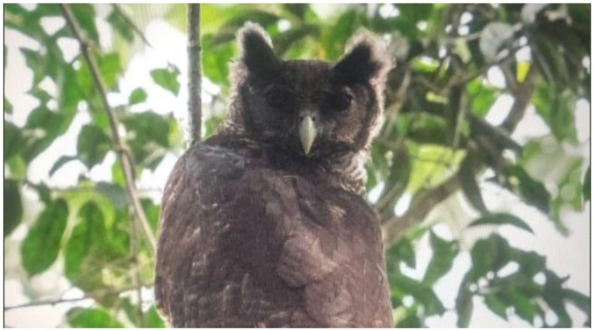 Giant owl, unseen for 150 years, spotted in wild
