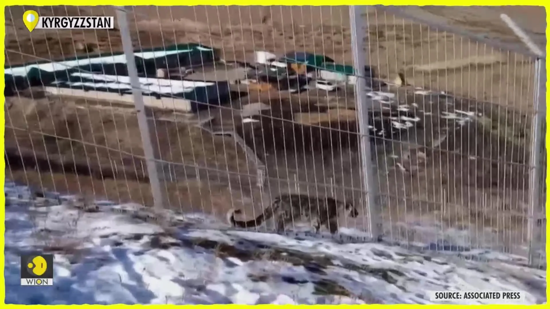 Kyrgyzstan new sanctuary welcomes snow leopards | WION Edge