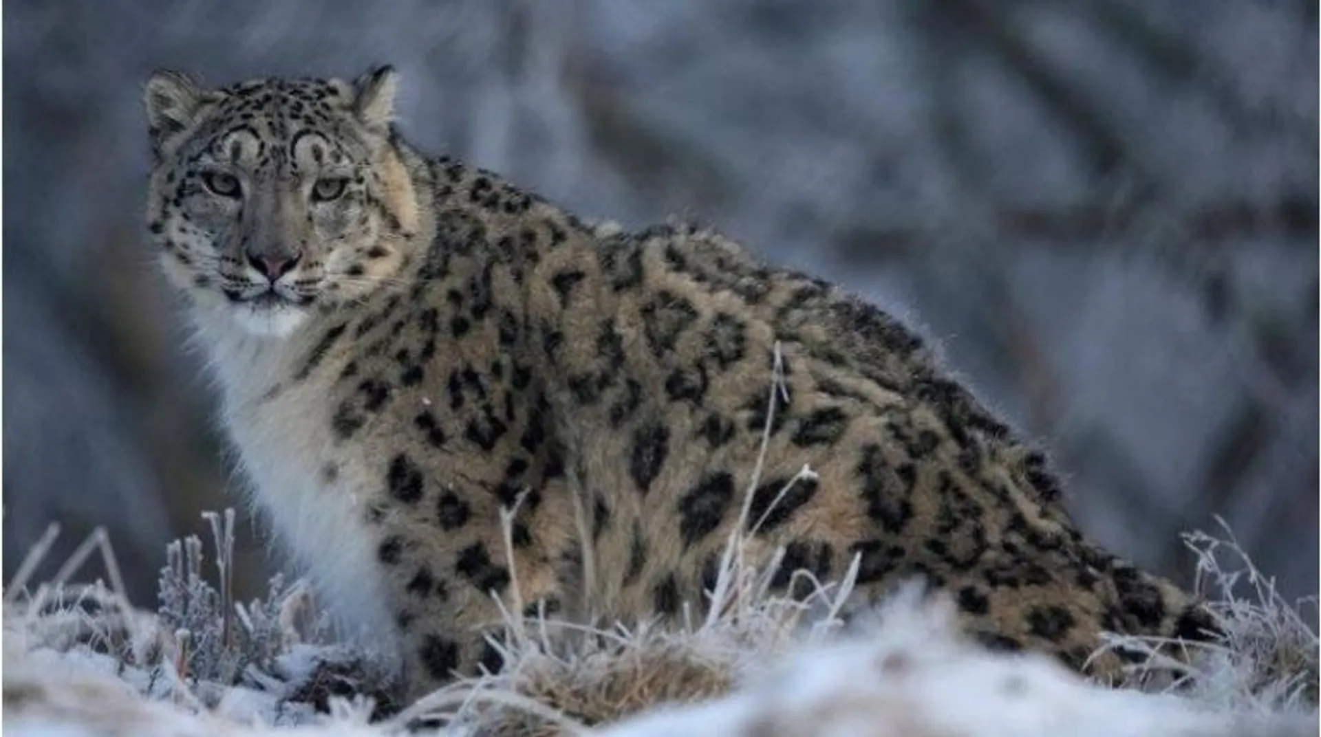 Now, three snow leopards fall prey to Covid at childrenâs zoo in US