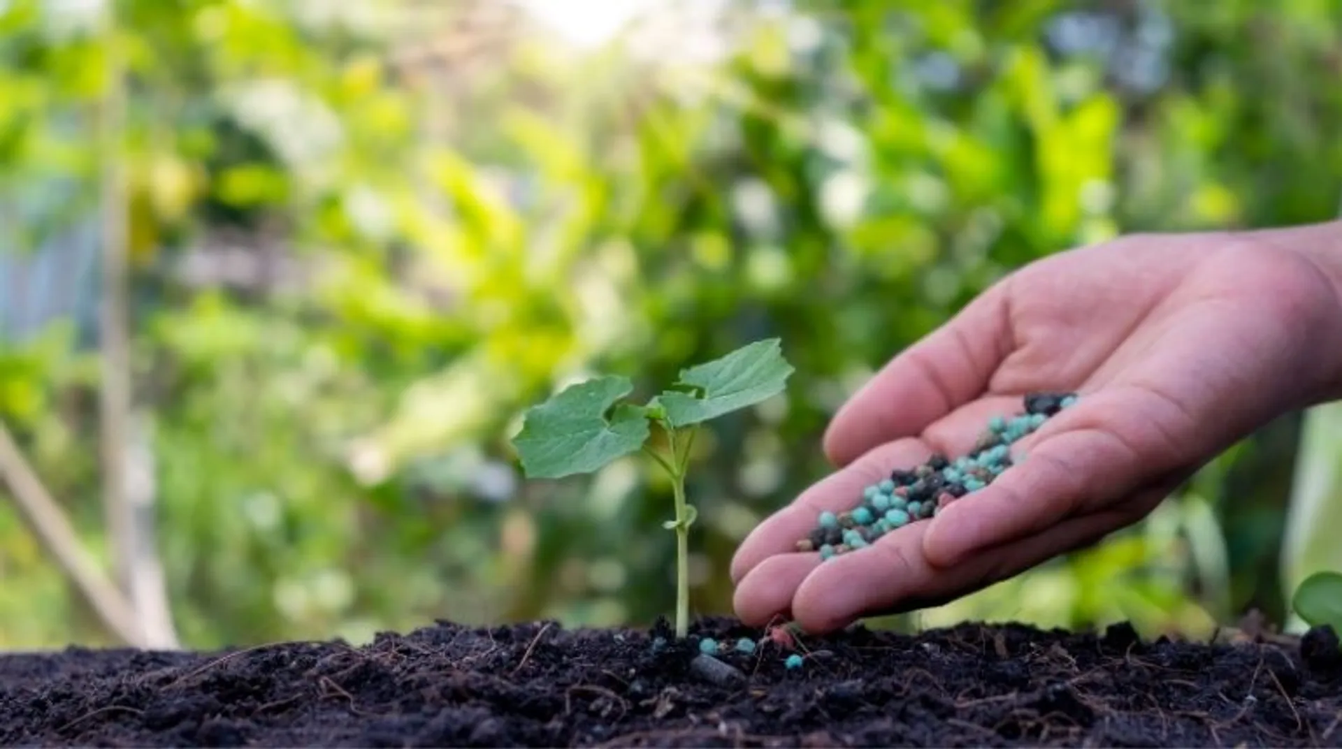 Blame game on contaminated fertiliser continues; Sri Lanka govt backtracks on greener agriculture move