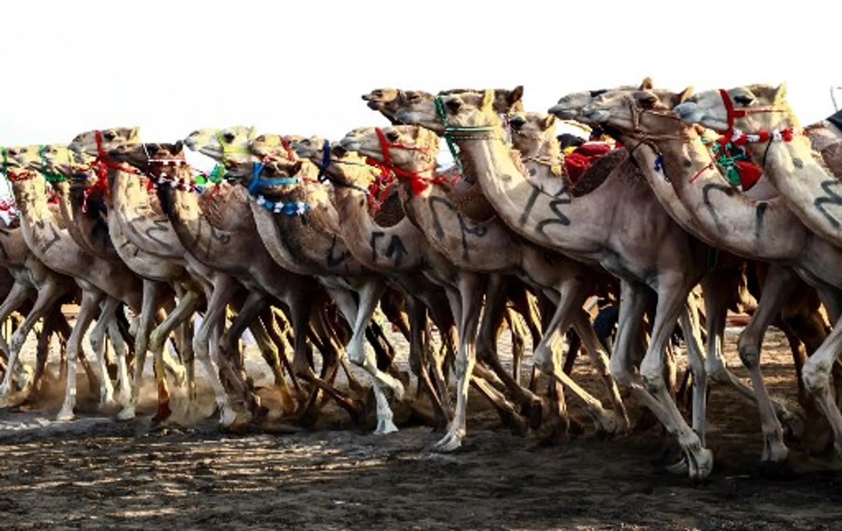 Over 40 camels barred from Saudi âbeautyâ pageant over use of Botox, touch-ups