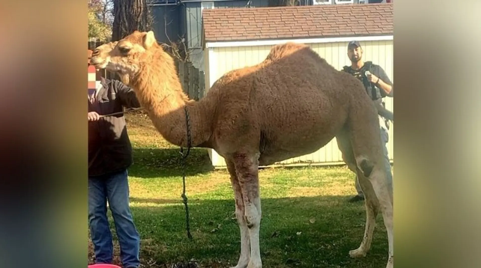 Camelâs day out? Animal moves around town in US state after escaping Christmas Nativity scene
