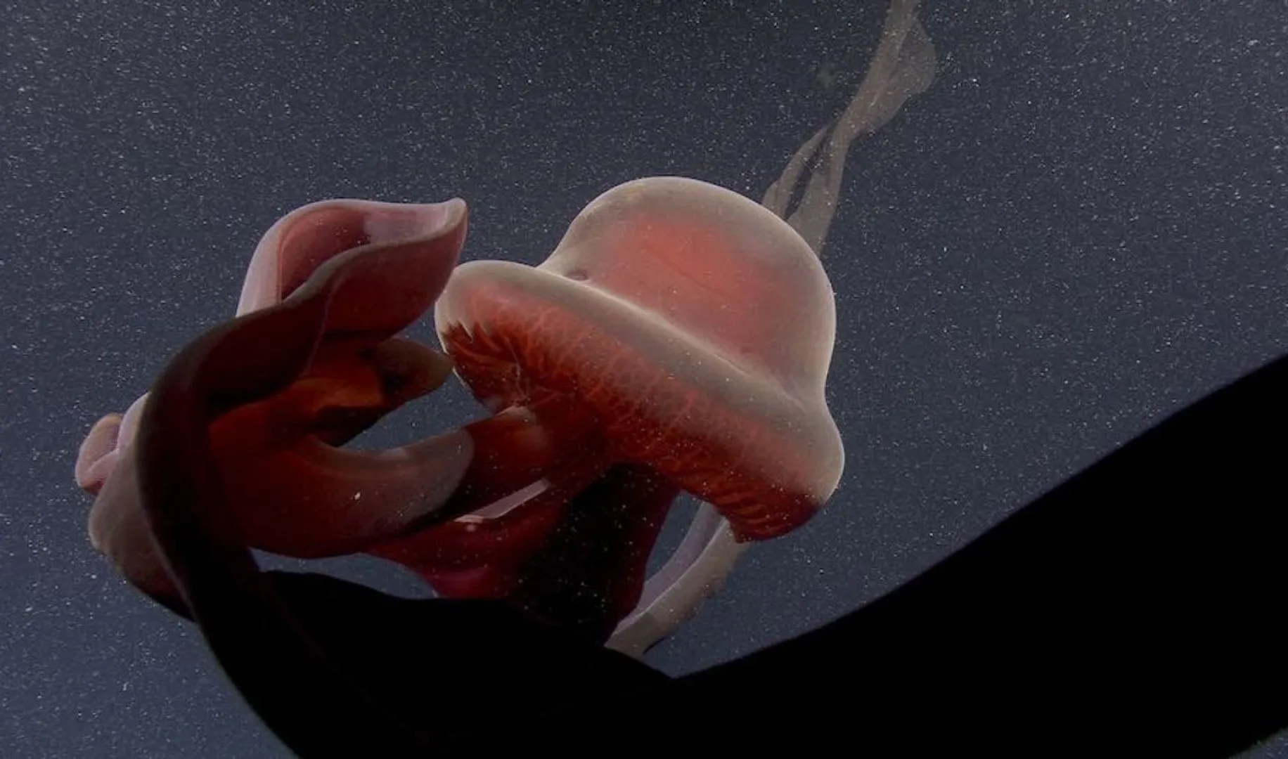 Watch: Extremely rare deep-sea sighting of giant phantom jellyfish, with bizarre ribbon-like mouth arms