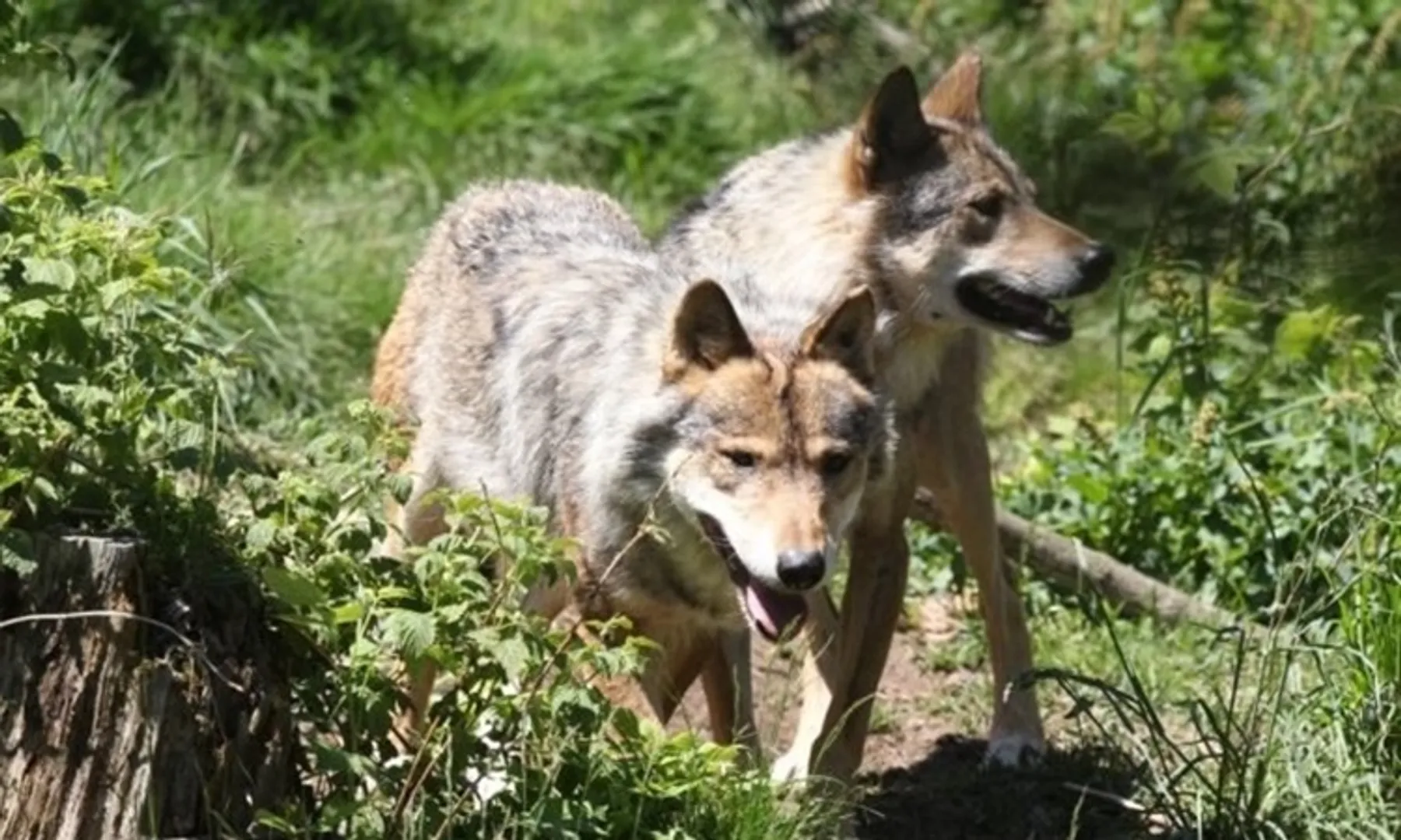 French zoo closed temporarily after pack of 9 wolves escape during visiting hours