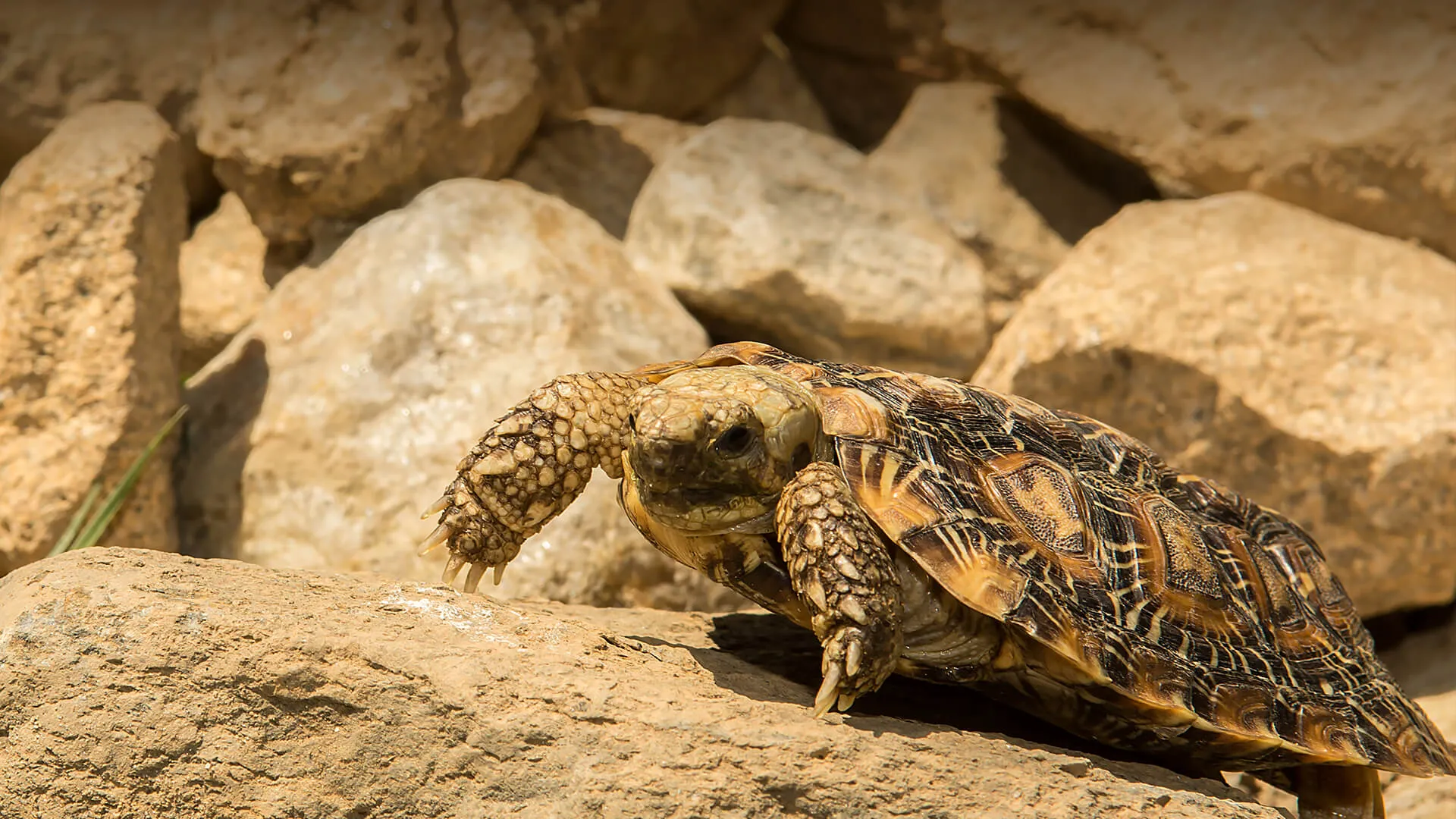 Kenya: Private farms are conserving pancake Tortoise threatened by wildlife trade and habitat loss