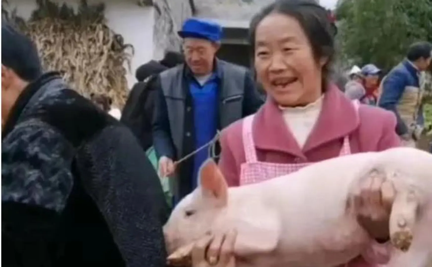 Now, China awards piglets to 'excellent students' and their families