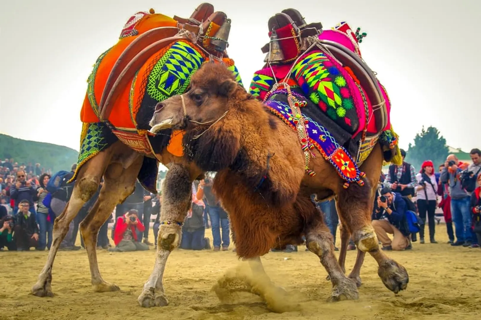 Turkey's camel wrestling event 2,4000 years old, draws criticism from activists