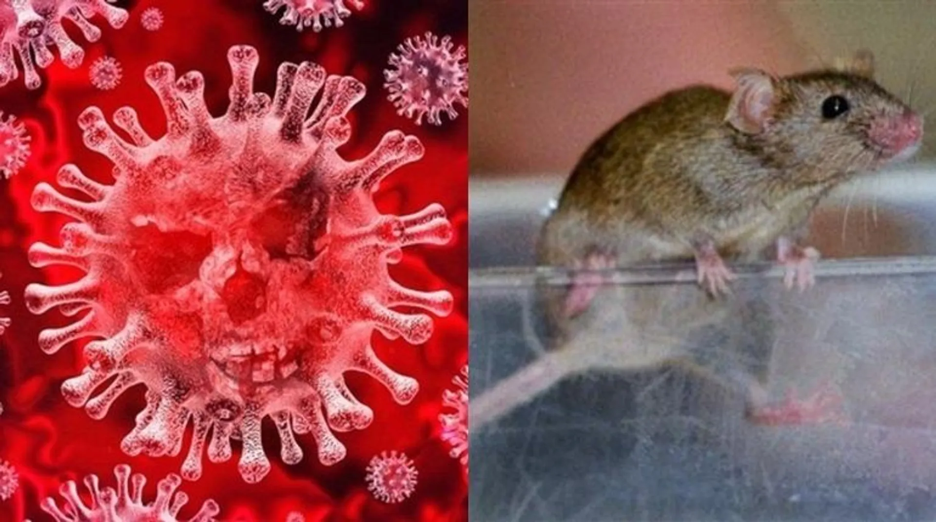 Omicron variant originated from mice, say Chinese scientists. Is the narrative changing continuously? Â 