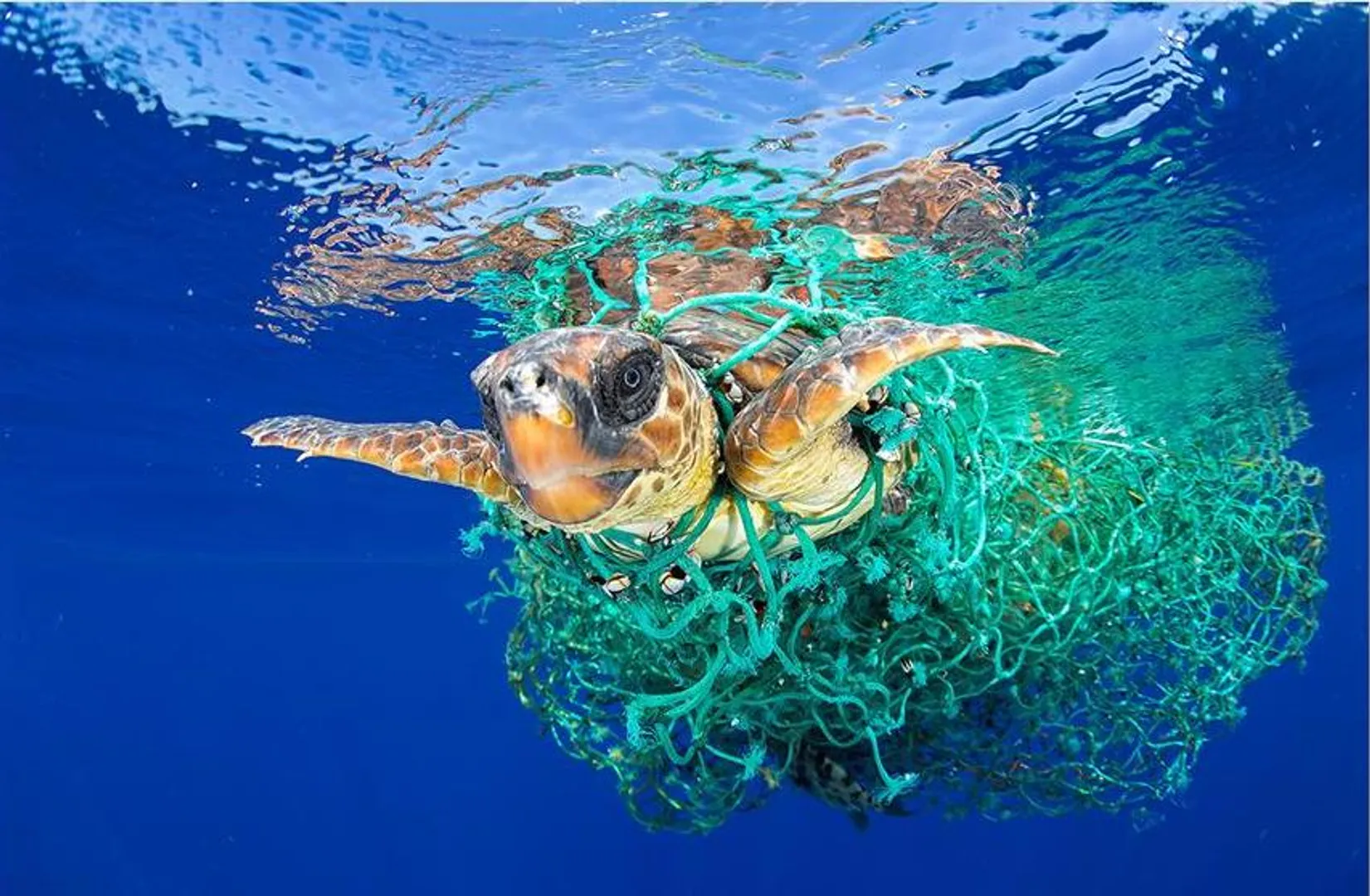 Plastic pollution rising at an alarming rate, affecting 88% of marine species