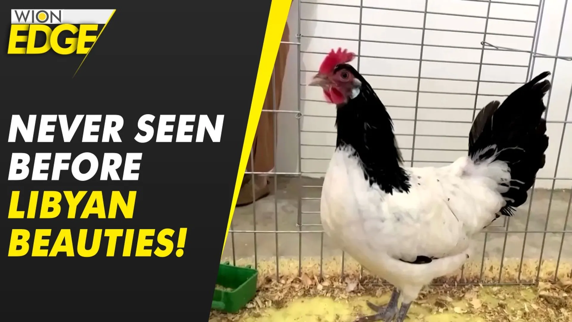 Libya holds first-ever beauty pageant for chickens