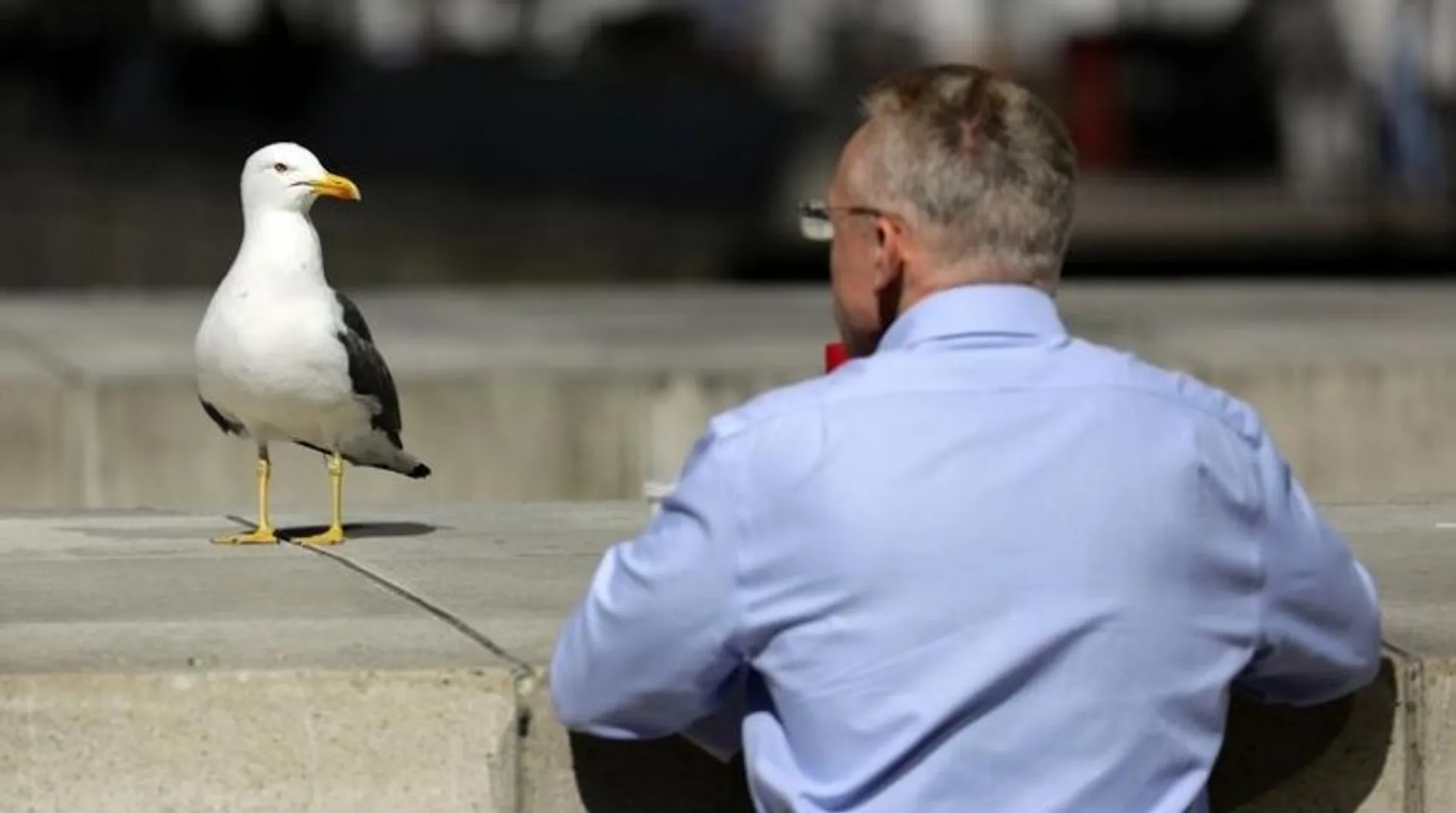 Venice hotels provide guests with orange-coloured water pistols to fight off gulls