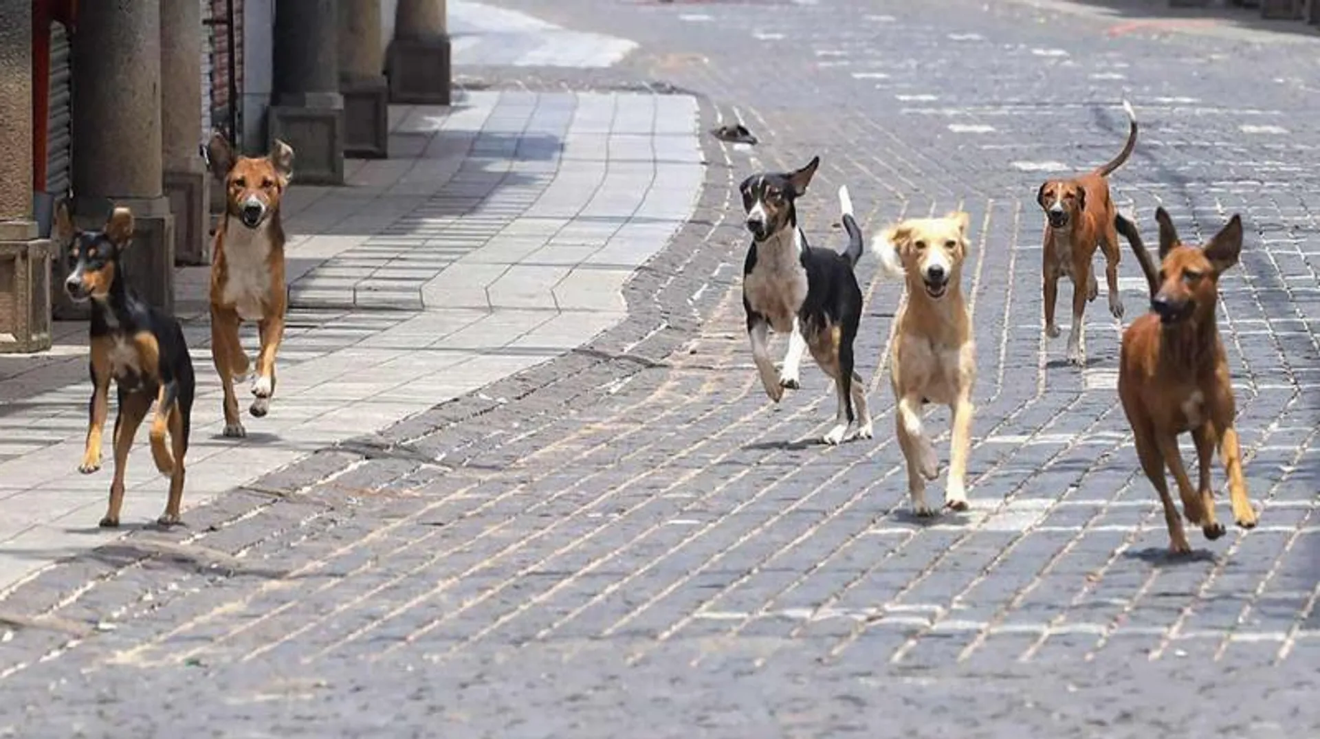 Abandoning your pet is illegal and inhumane
