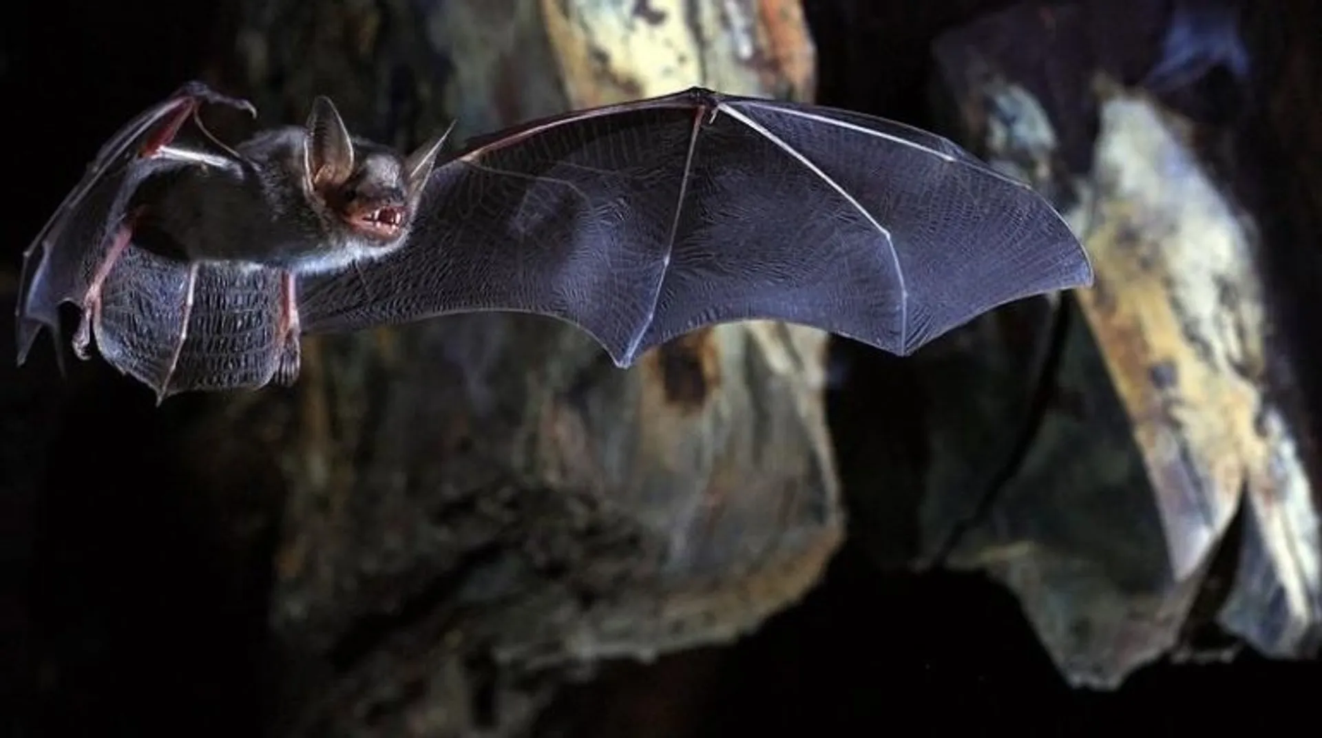 Hundreds of mammal species still waiting to be discovered, says study