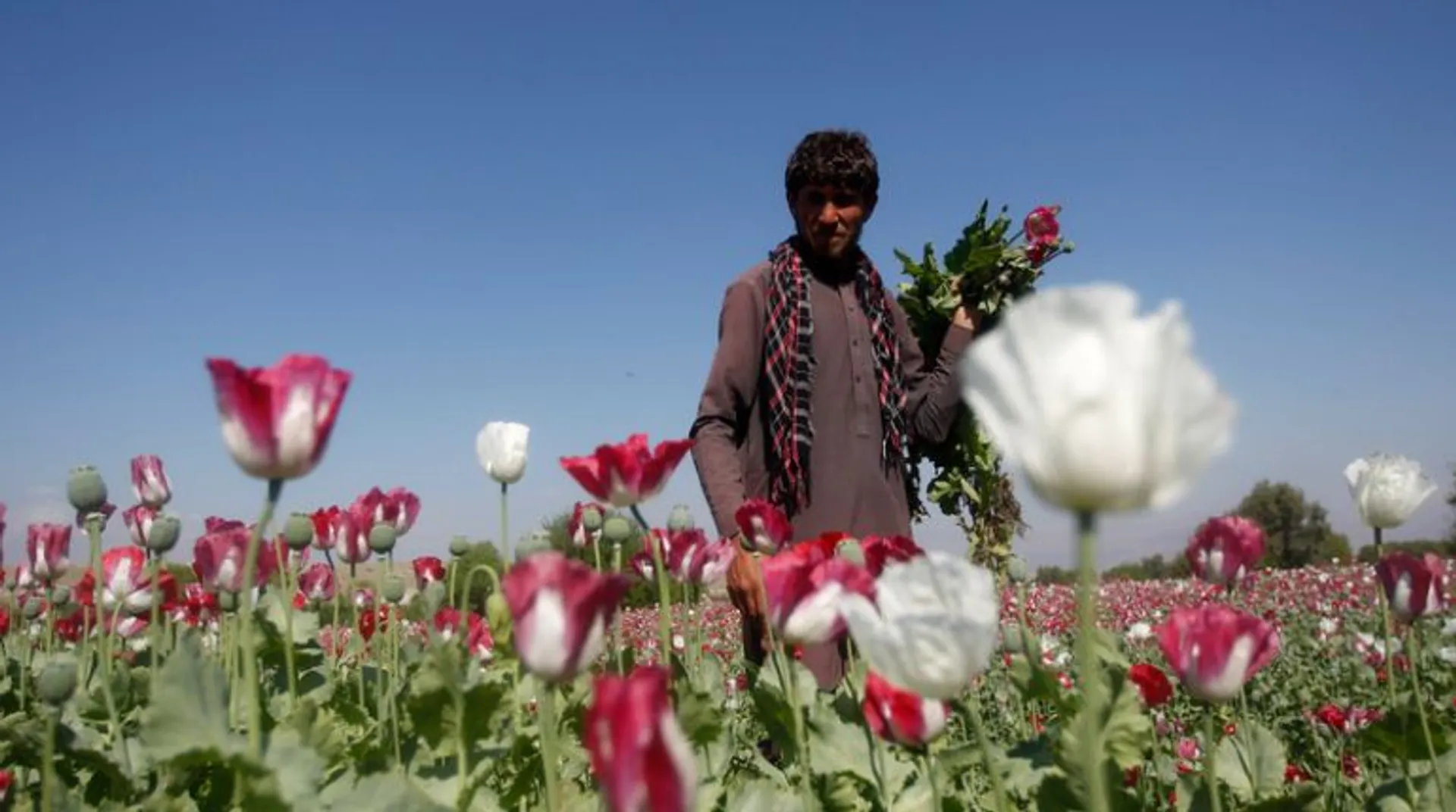 Taliban ban poppy cultivation in Afghanistan