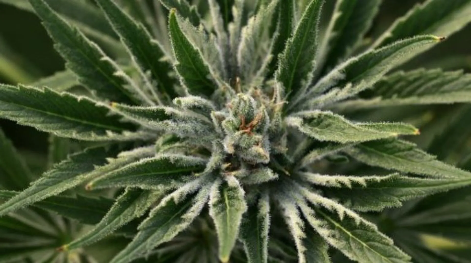 Japan panel advises legalising cannabis-based medicines