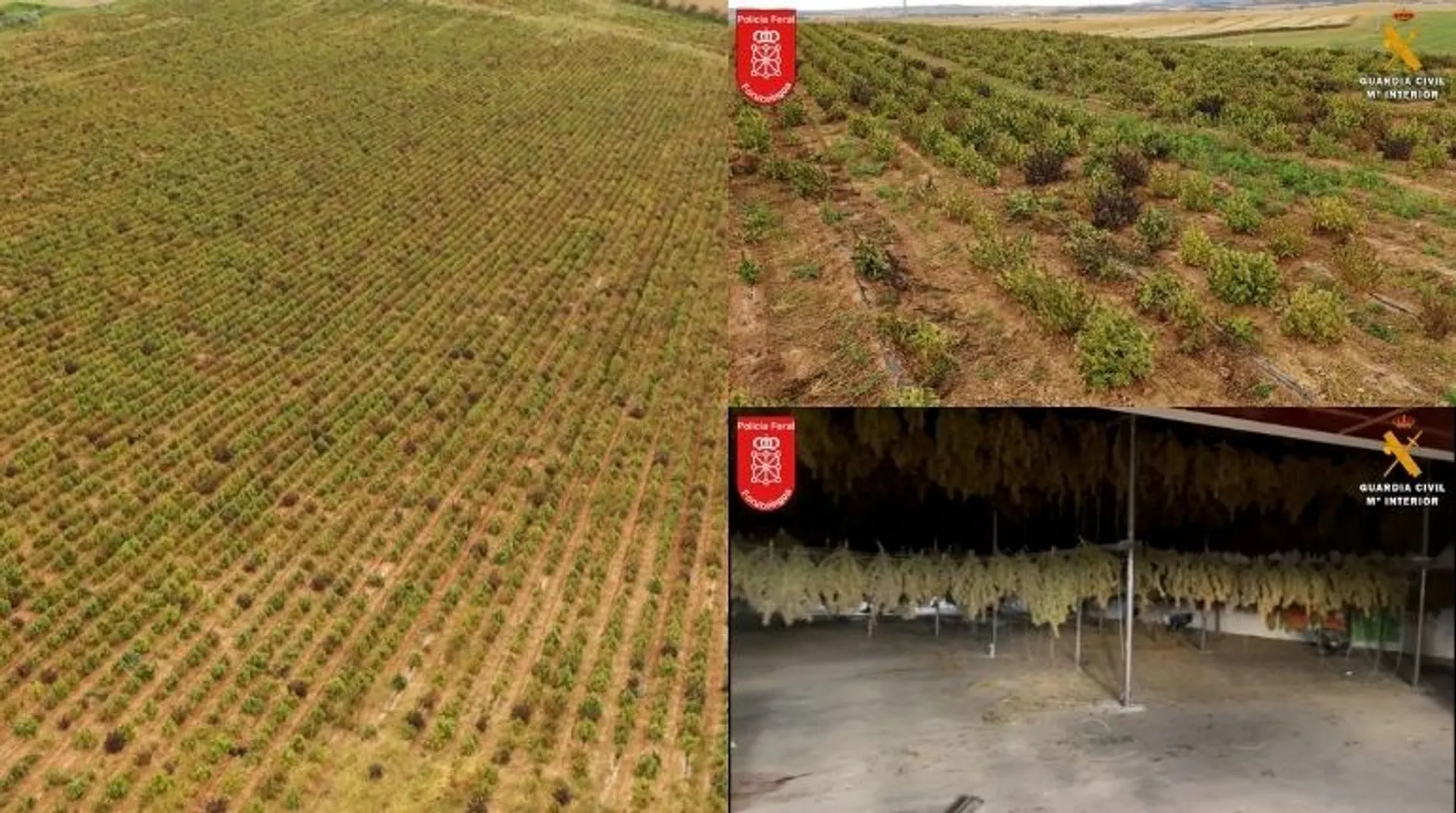 Cops destroyÂ Europe's biggest cannabis plantation worthÂ $108 millionÂ inÂ Spain
