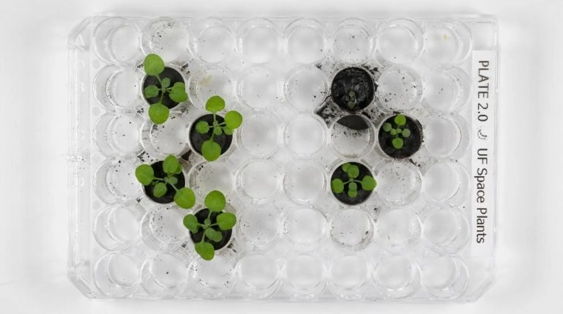 Astonishing discovery! Not just Earth, Moonâs soil fertile enough to grow plants successfully