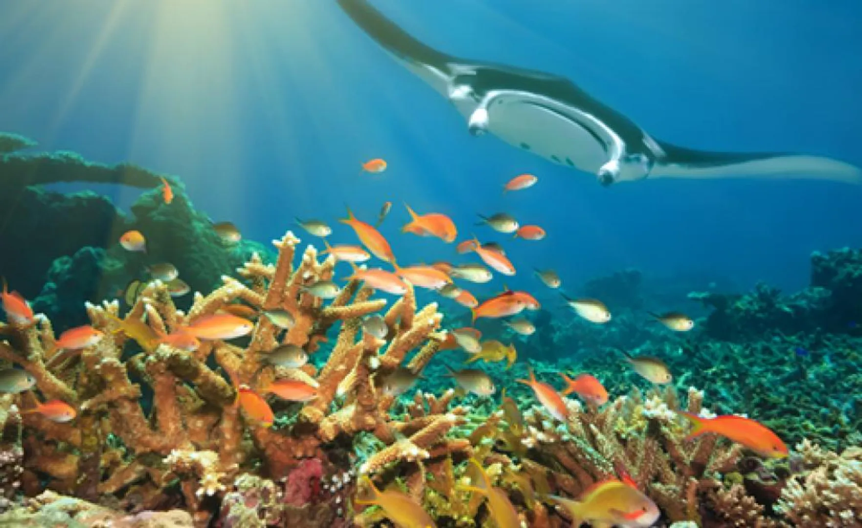 Impact of climate change on marine life: Shifts in the season of Plankton blooms