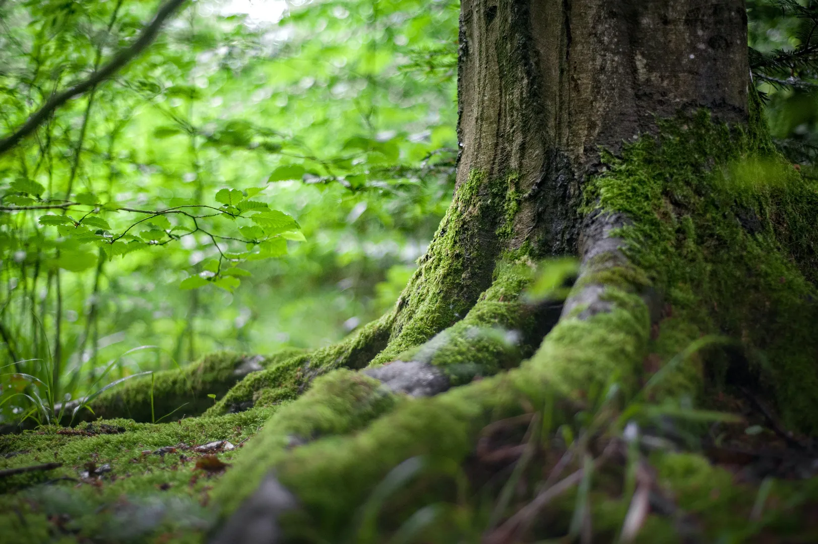 Plants can break biochemistry rules and make 'secret decisions' about our future: Study