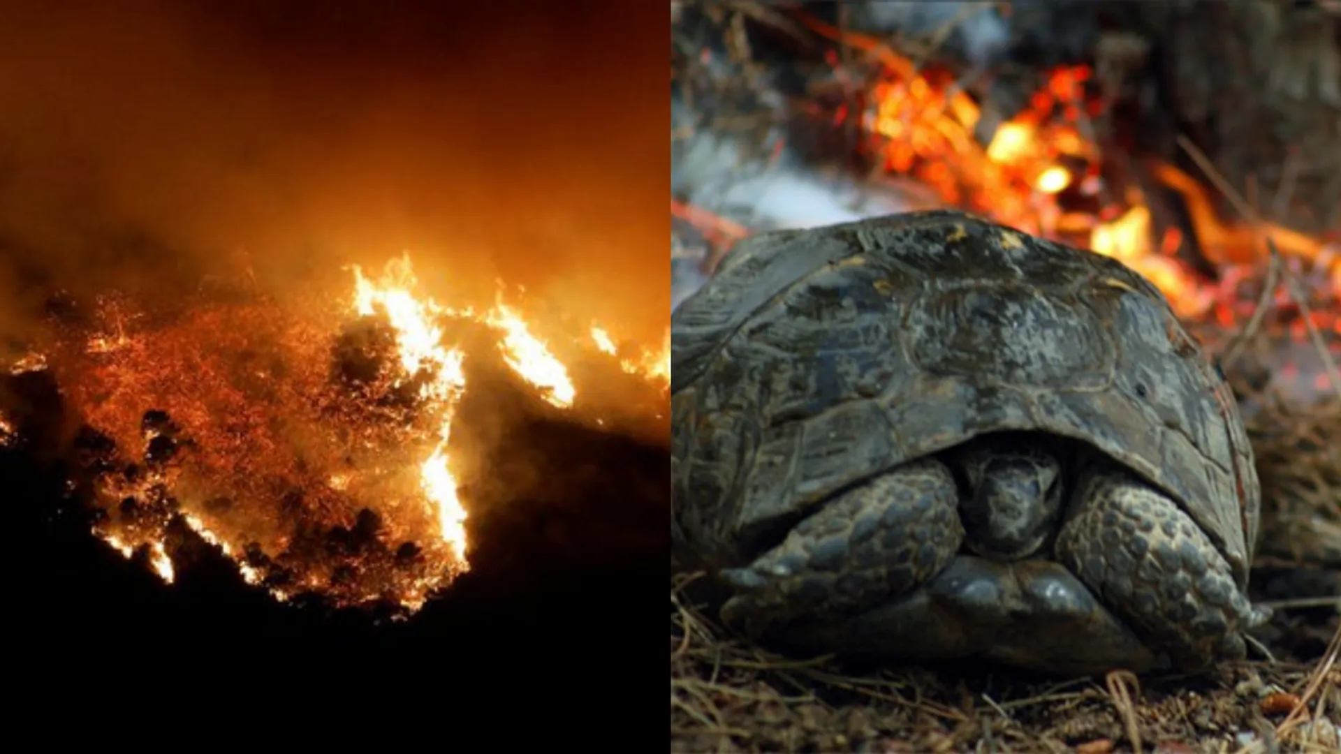 Three wildfires devour thousands of acres of woods in Spain