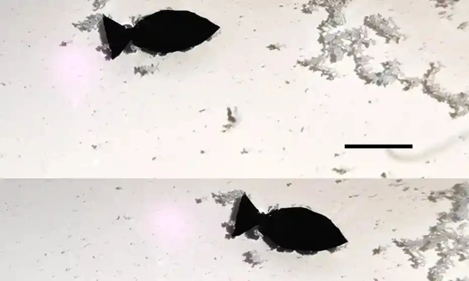 Robots to solve ocean's pollution menace: 15mm long robo-fish to hunt for plastic