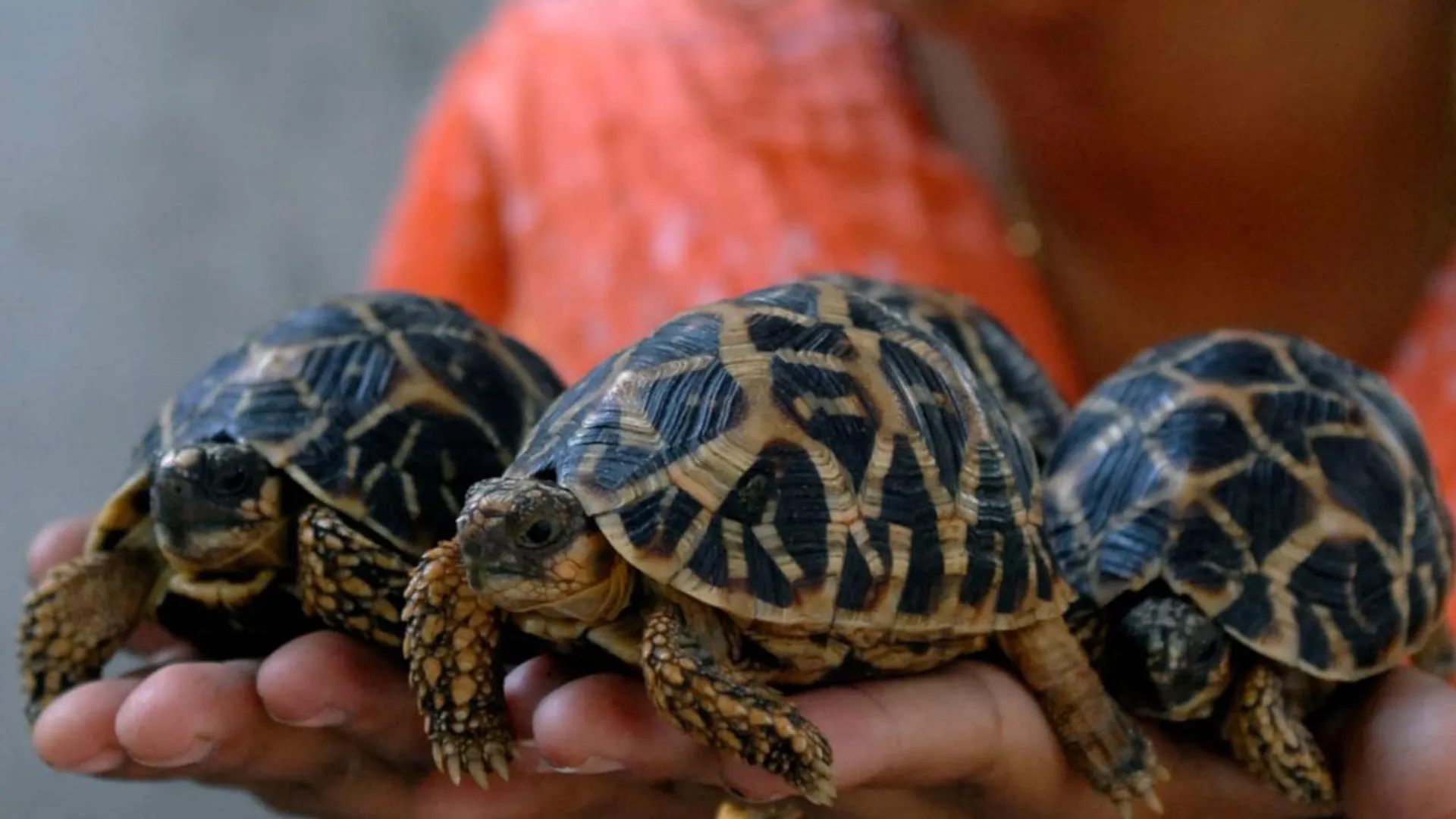 Indian man arrested for smuggling star tortoises from Bangkok airport