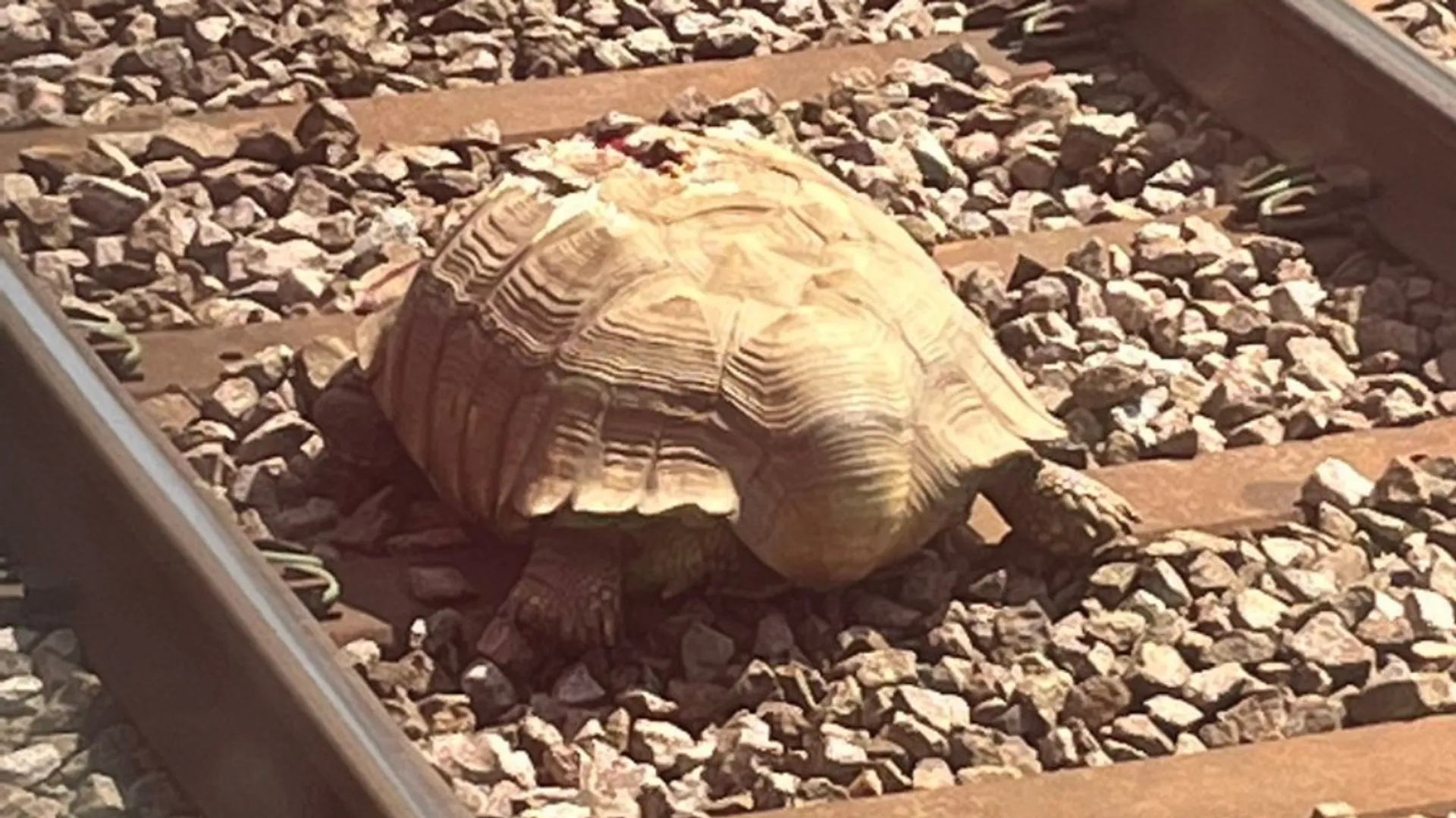 Huge tortoise on railway track blocks trains in UK