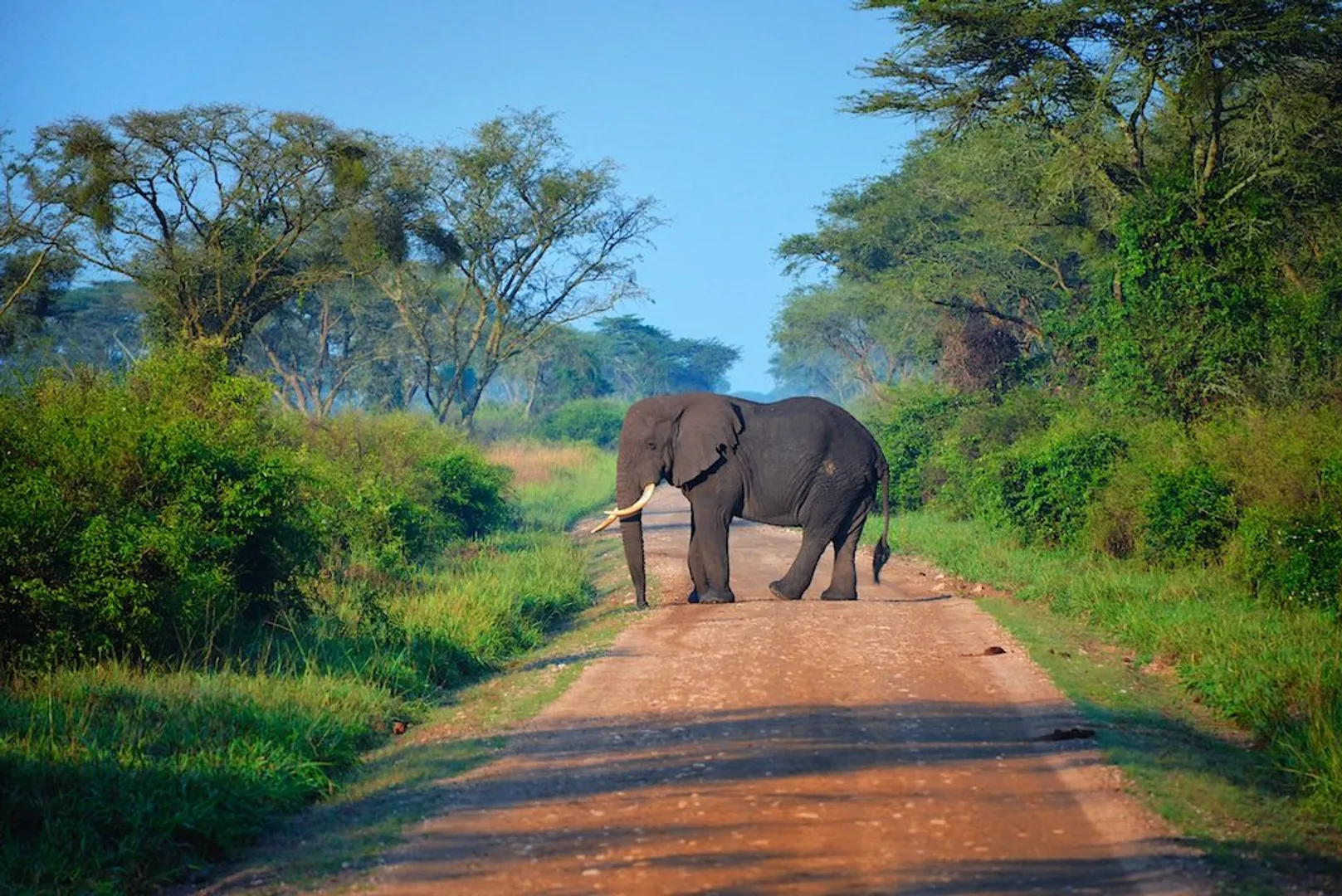 WION Climate Tracker | Uganda Wildlife authority deploys ways to tackle poachers