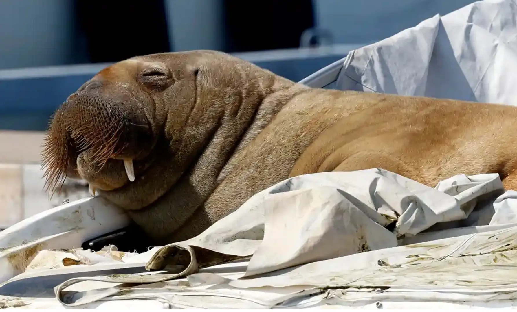 WATCH: Freya the walrus that attracted crowds in Oslo fjord euthanised