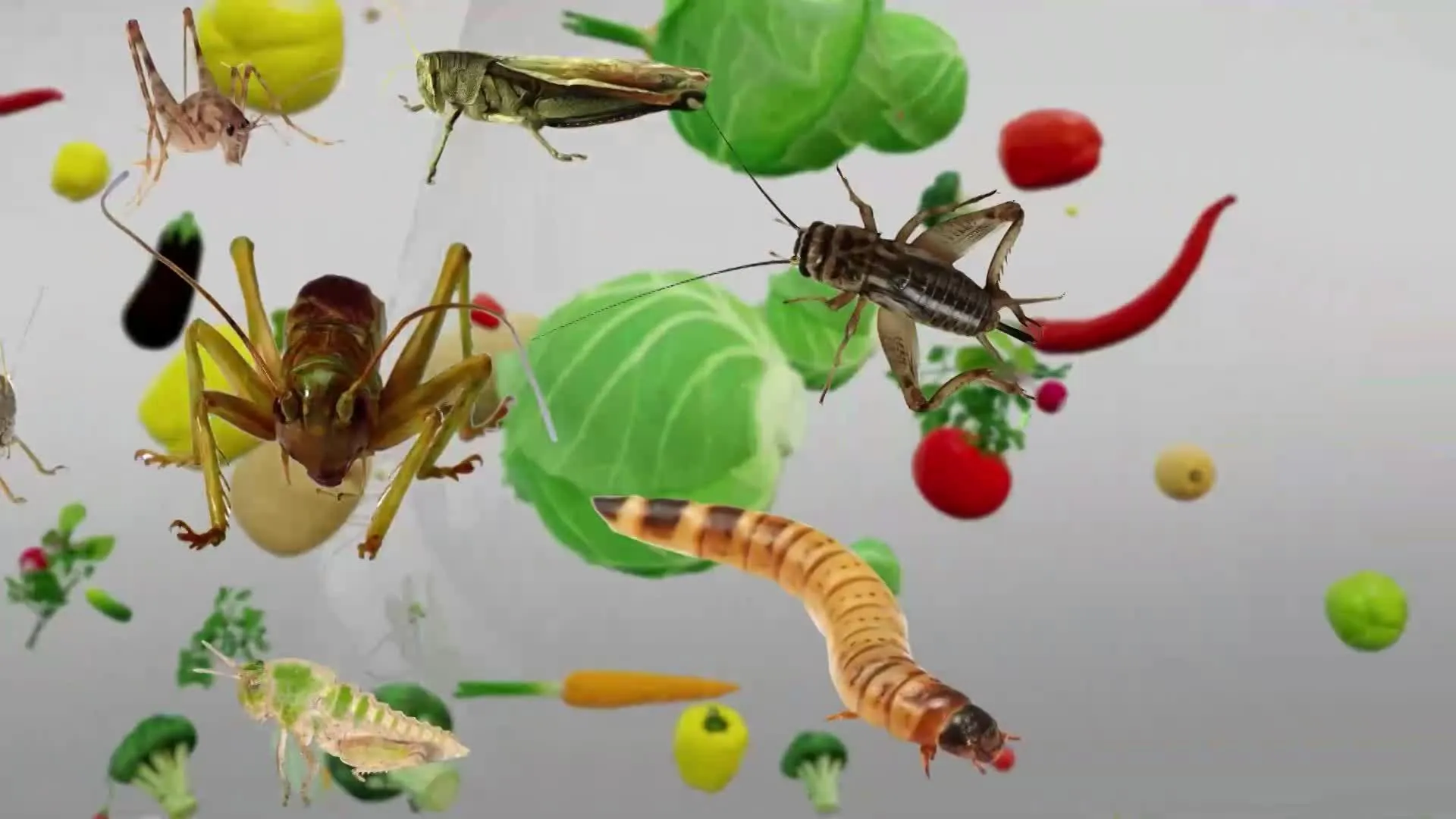 World of Food: Will we all eat insects soon? | WION Originals Teaser