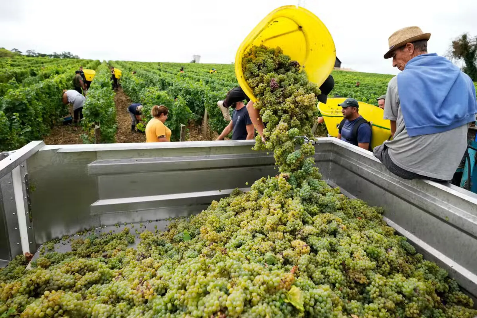 WION Climate Tracker: High temperatures boost grape maturity, wines may become different