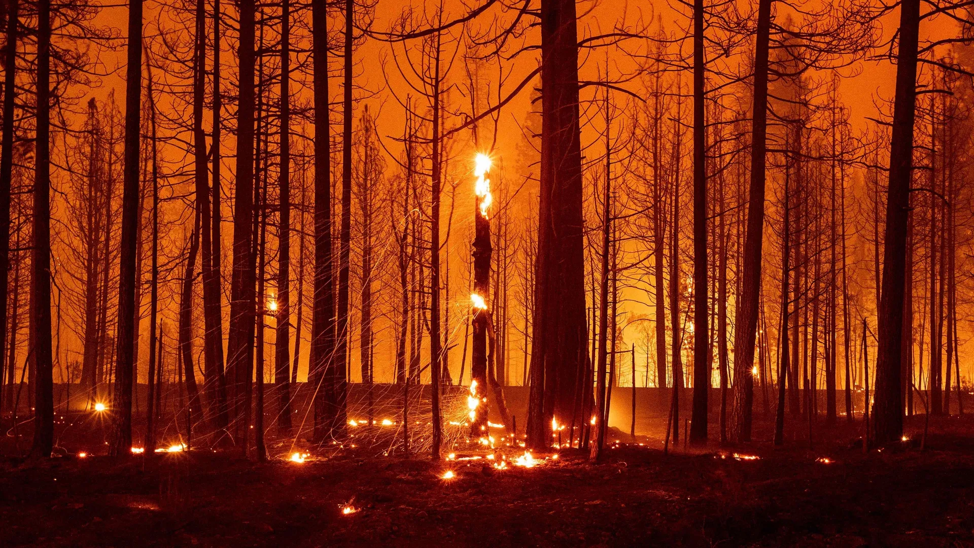 WION Climate Tracker| Study: 1.1°C can hamper tipping points; climate change needs urgent attention