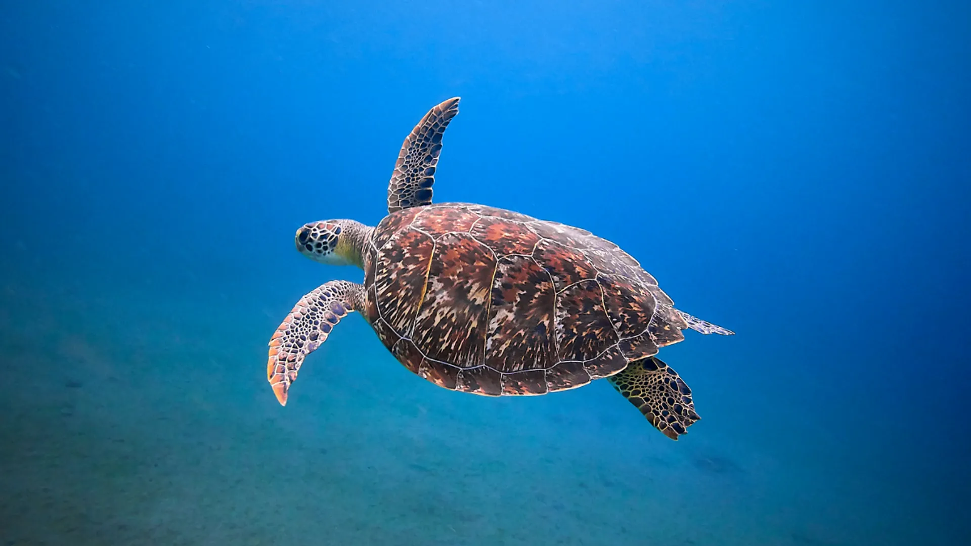Study reveals more than a million sea turtles illegally killed over past 30 years