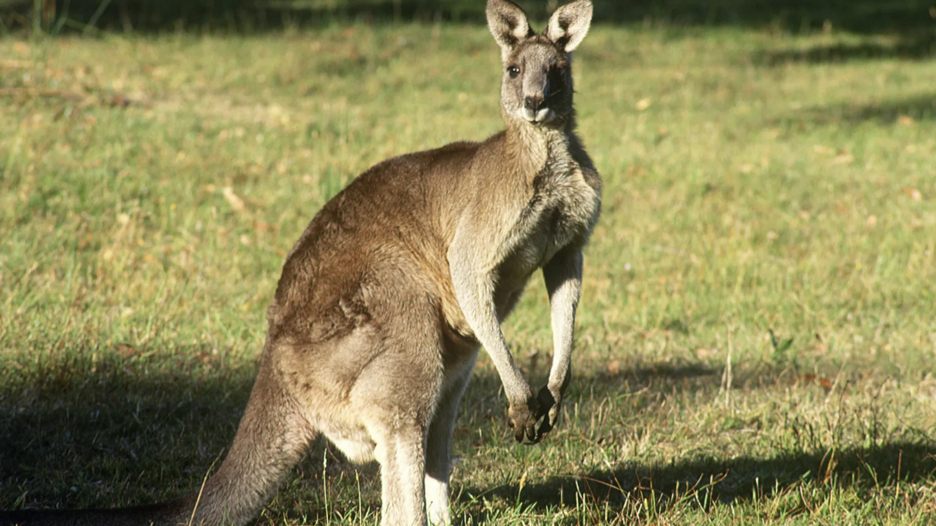 Australian man killed by pet wild kangaroo in first fatal attack in 86 years