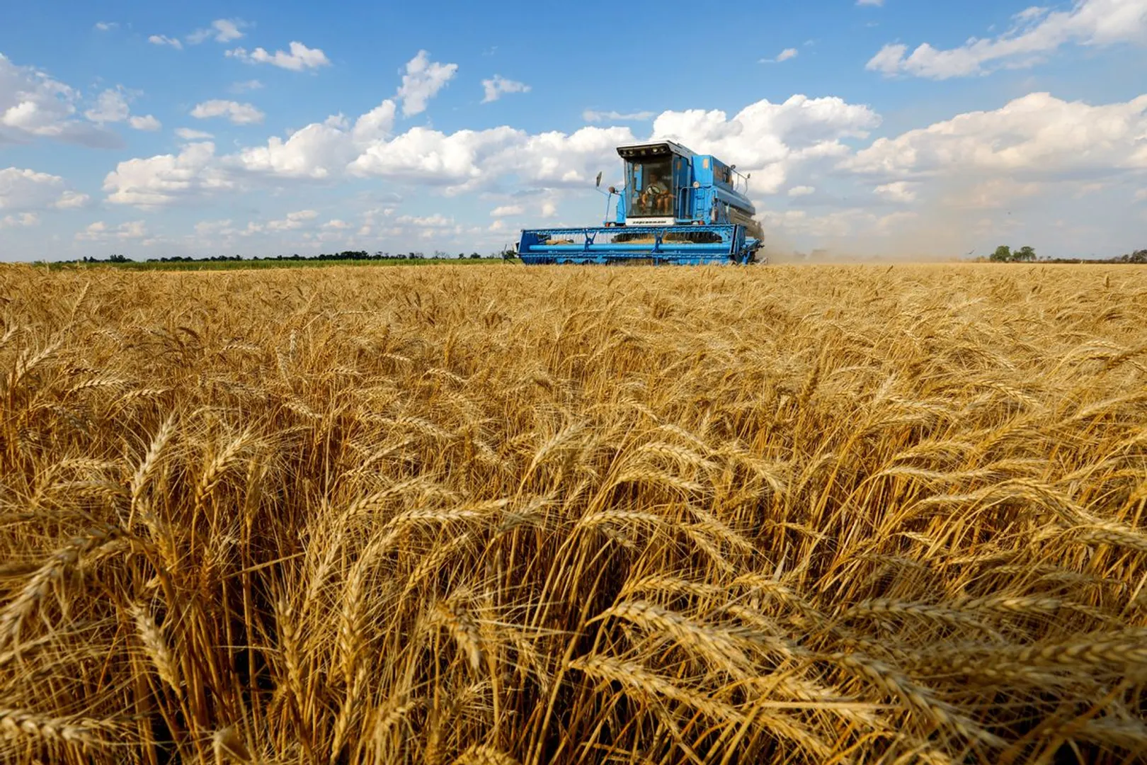 Wheat prices climb nearly six percent after Russia pulls out of Black Sea deal