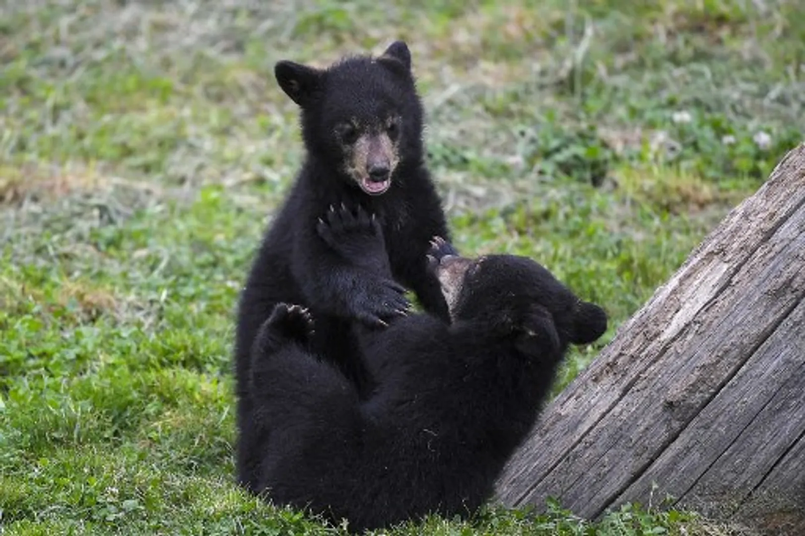 CanadianÂ national park authoritiesÂ advise people to remove fruit trees to keep bears away