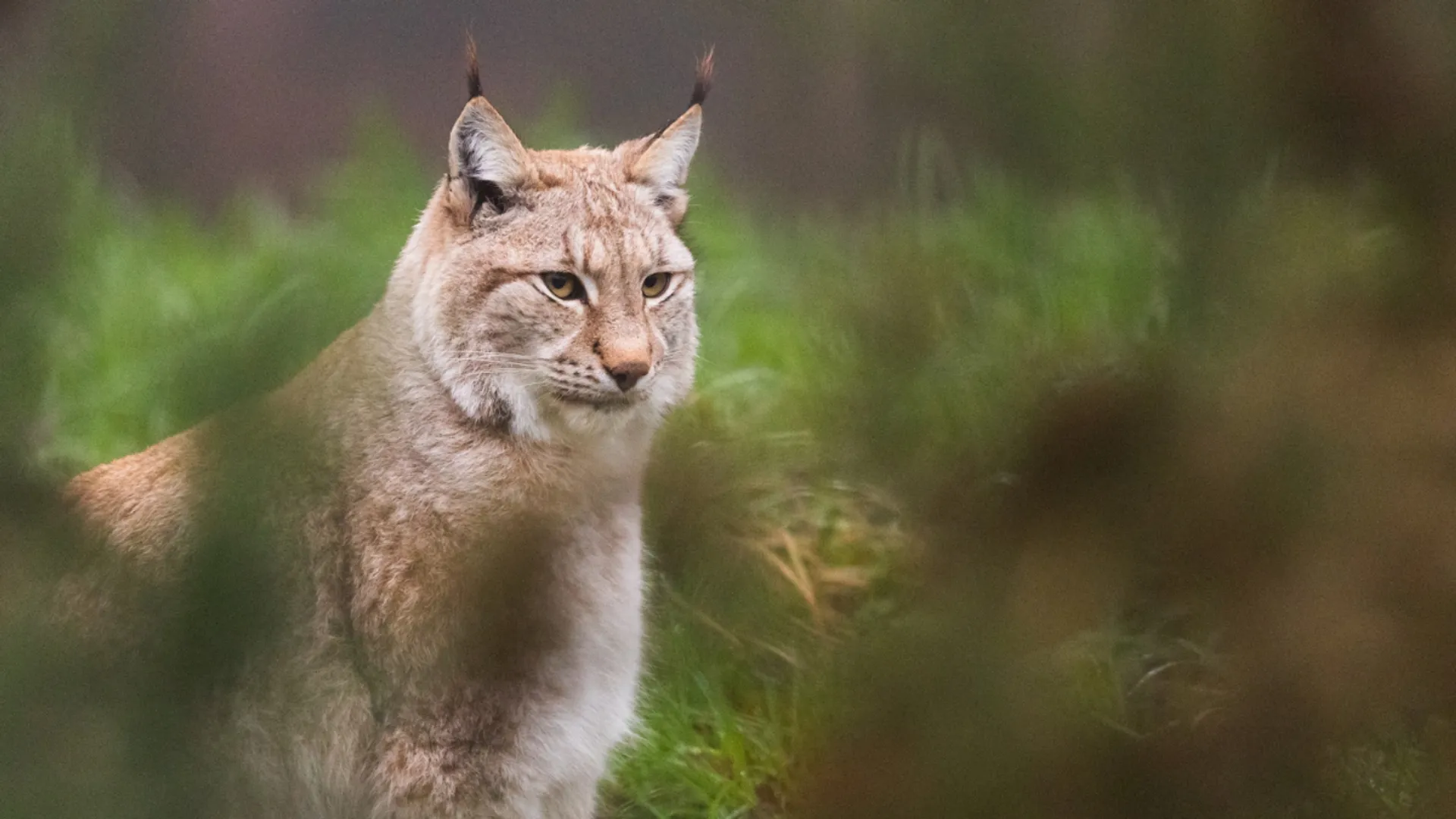 Wolves and brown bears among wildlife returning to Europe after conservation efforts: Report
