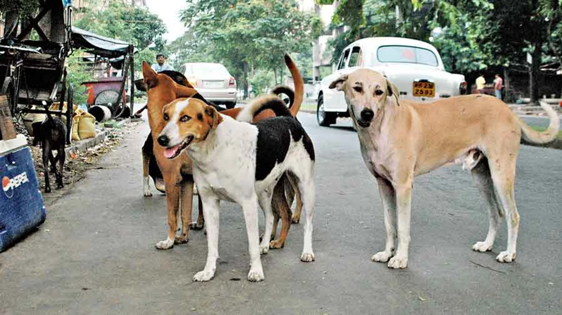 World Rabies Day: Manali strays to the rescue