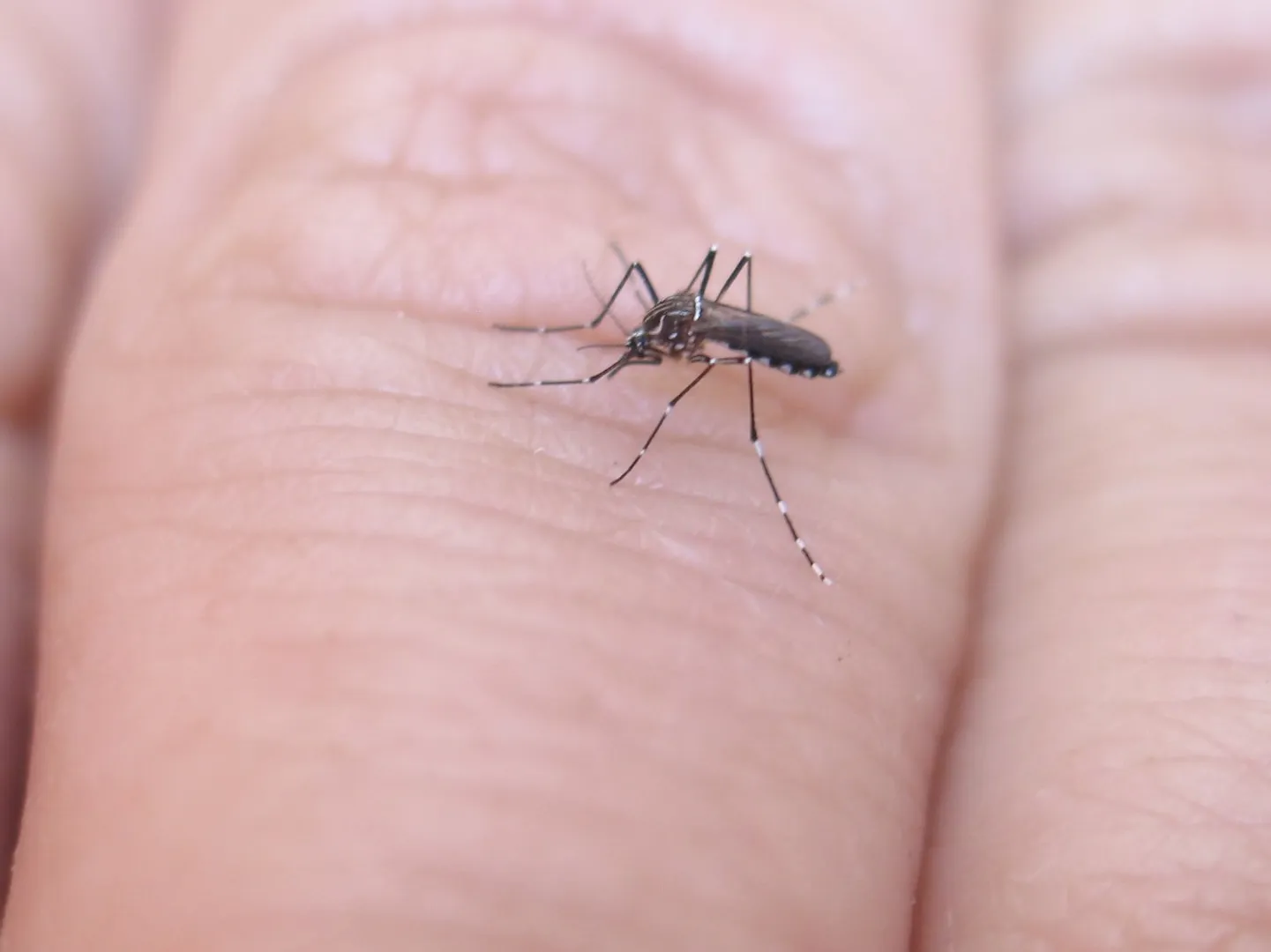 Do mosquitos bite you more than others? Here's why! | Science News | WION